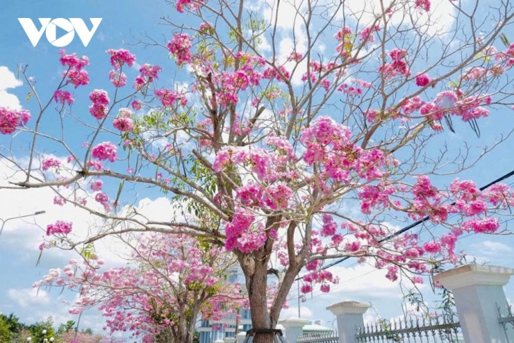 Không chỉ thu hút các bạn trẻ đến chụp ảnh nghệ thuật, cung đường còn là nơi lý tưởng để các gia đình đưa con nhỏ đến tận hưởng không khí trong lành và lưu giữ những khoảnh khắc kỷ niệm.