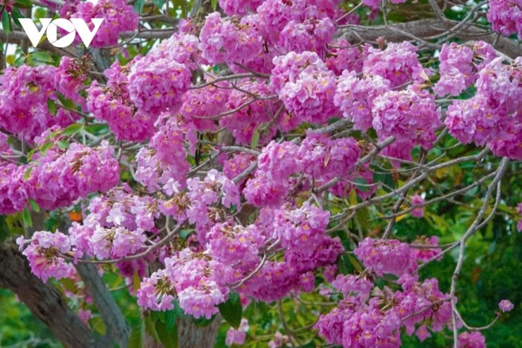 Tại đây, người ta dễ dàng bắt gặp những nụ cười rạng rỡ của các thiếu nữ trong tà áo trắng, hay vẻ thư thái của người dân địa phương sau những giờ lao động vất vả.