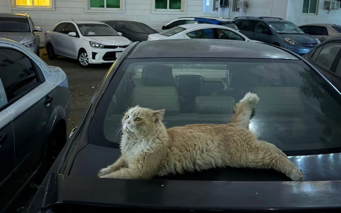 Chó mèo bị bỏ rơi tràn ngập đường phố Dubai khi người nước ngoài tháo chạy trong hoảng loạn- Ảnh 2.