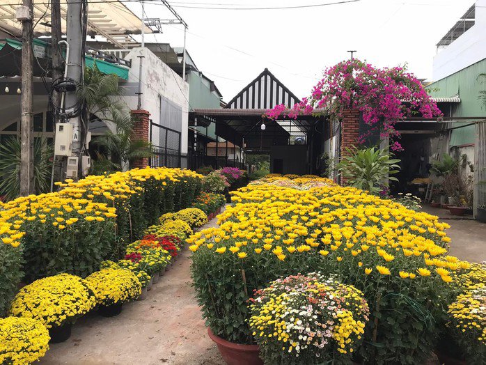 Các loại hoa kiểng trồng bán có nhiều thuốc bảo vệ thực vật nên nguy cơ bị ngộ độc rất cao