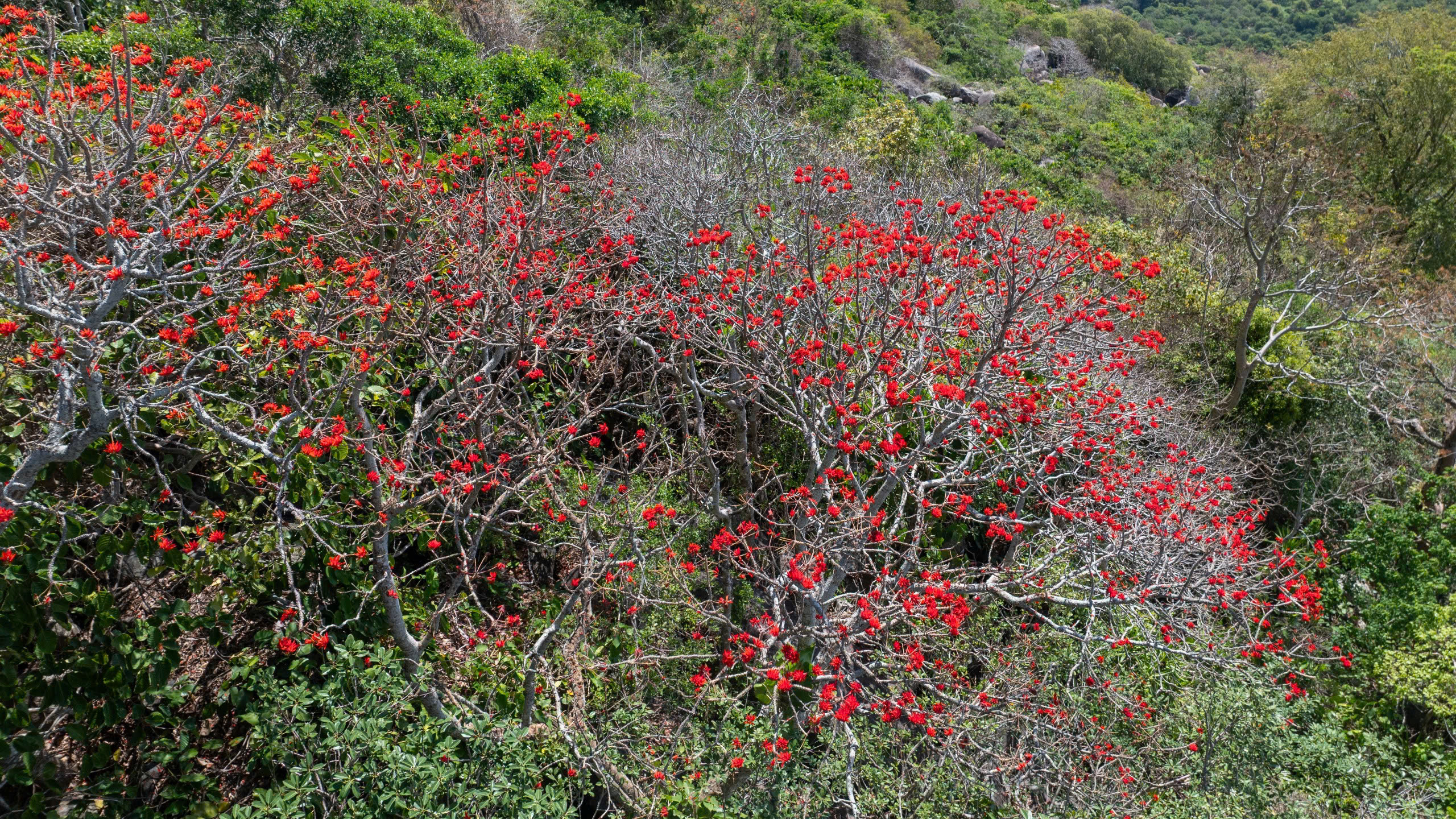 Tháng 3, giới trẻ đổ về núi Bà Đen “săn” ảnh hoa vông nem đỏ rực - Ảnh 3.