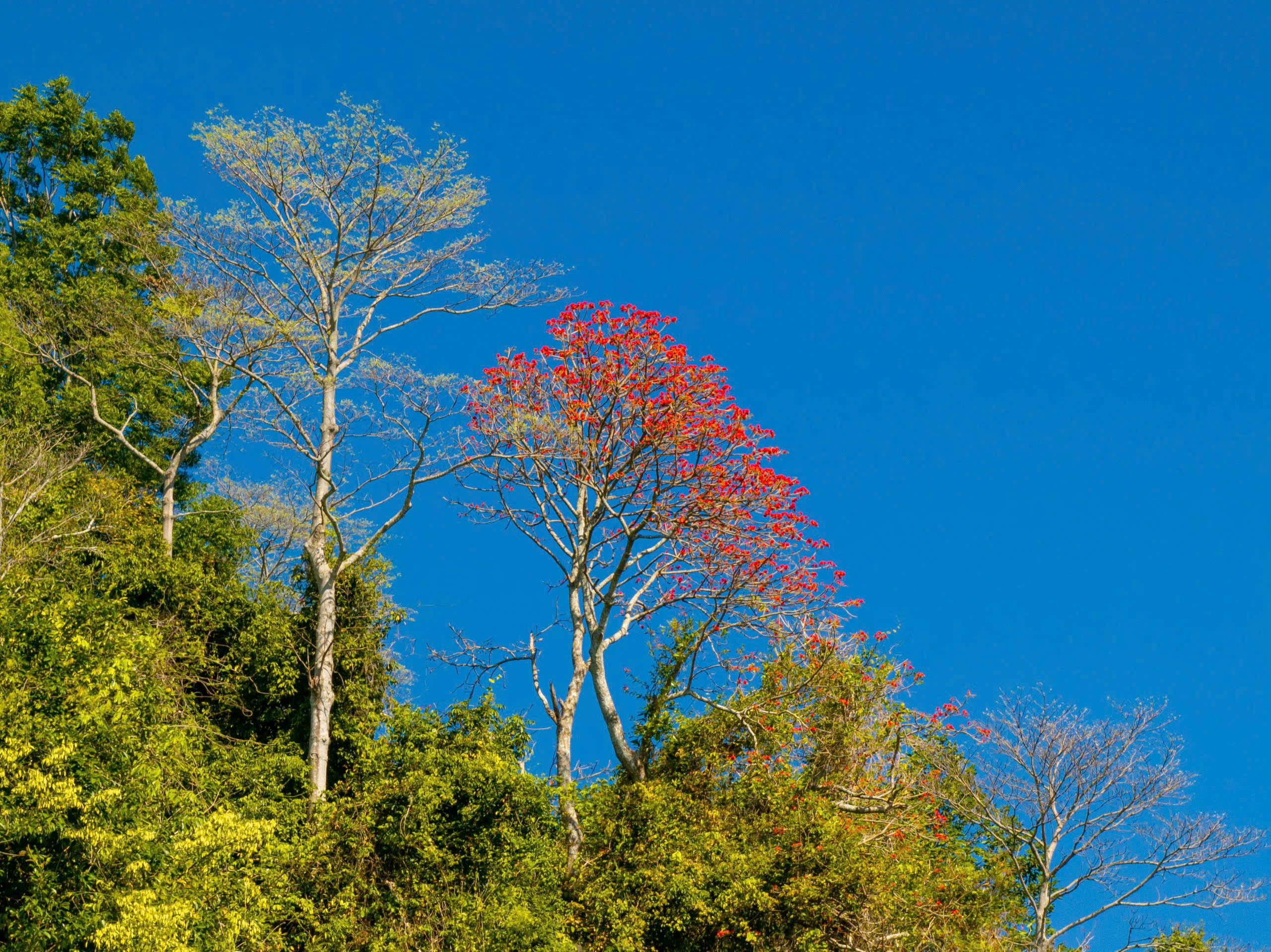 Tháng 3, giới trẻ đổ về núi Bà Đen “săn” ảnh hoa vông nem đỏ rực - Ảnh 10.