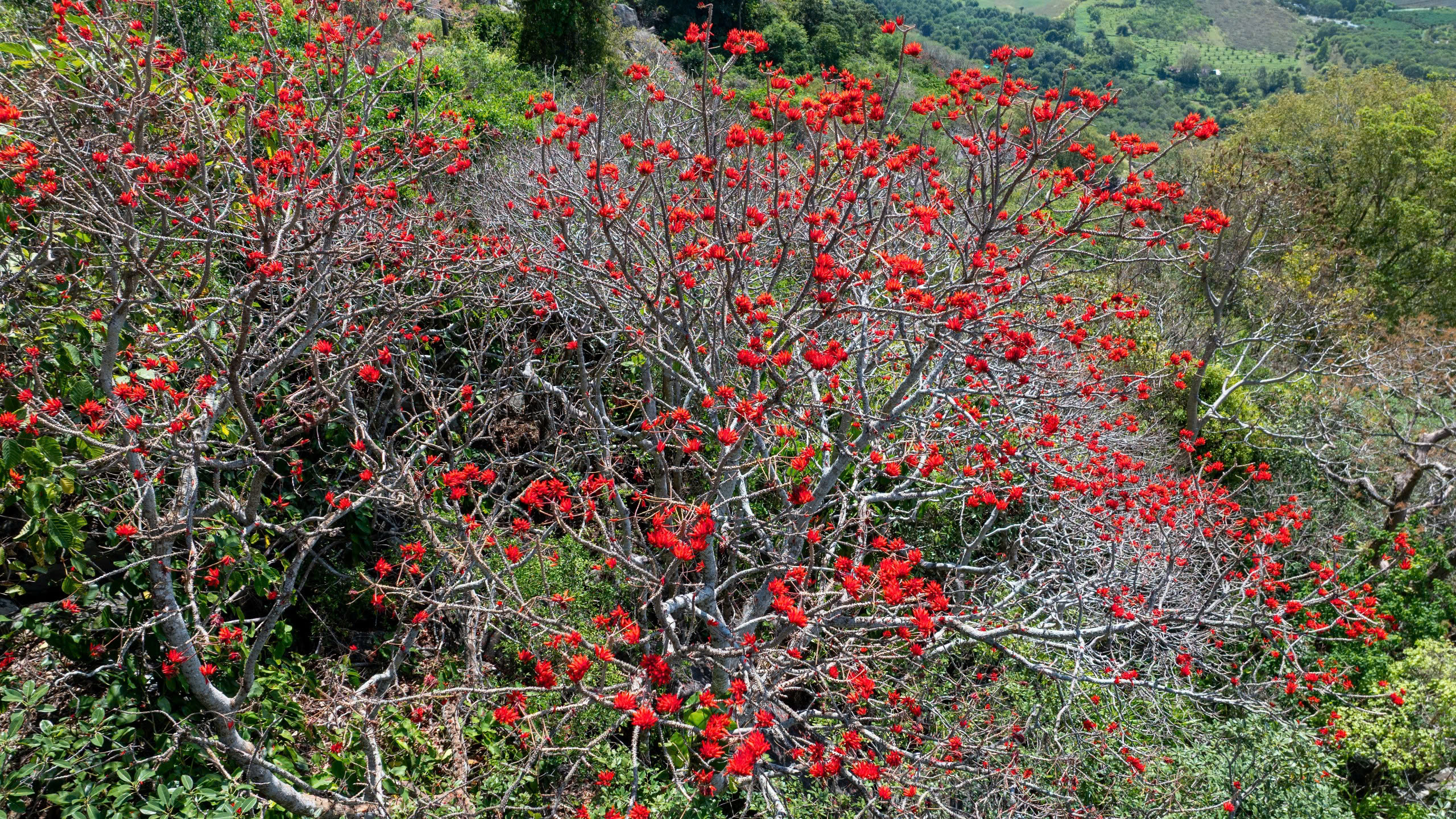 Tháng 3, giới trẻ đổ về núi Bà Đen “săn” ảnh hoa vông nem đỏ rực - Ảnh 11.