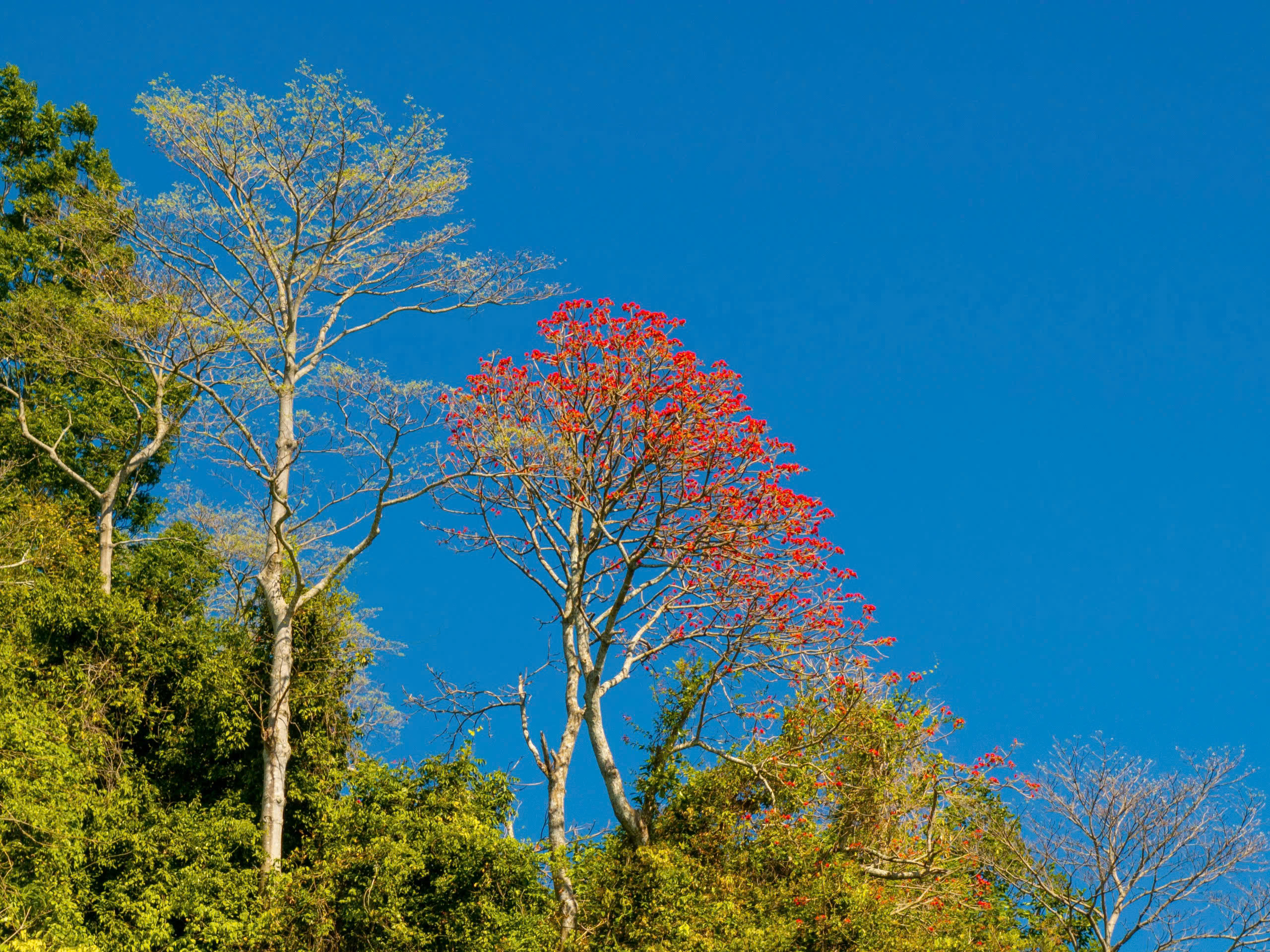 Tháng 3, giới trẻ đổ về núi Bà Đen “săn” ảnh hoa vông nem đỏ rực - Ảnh 12.