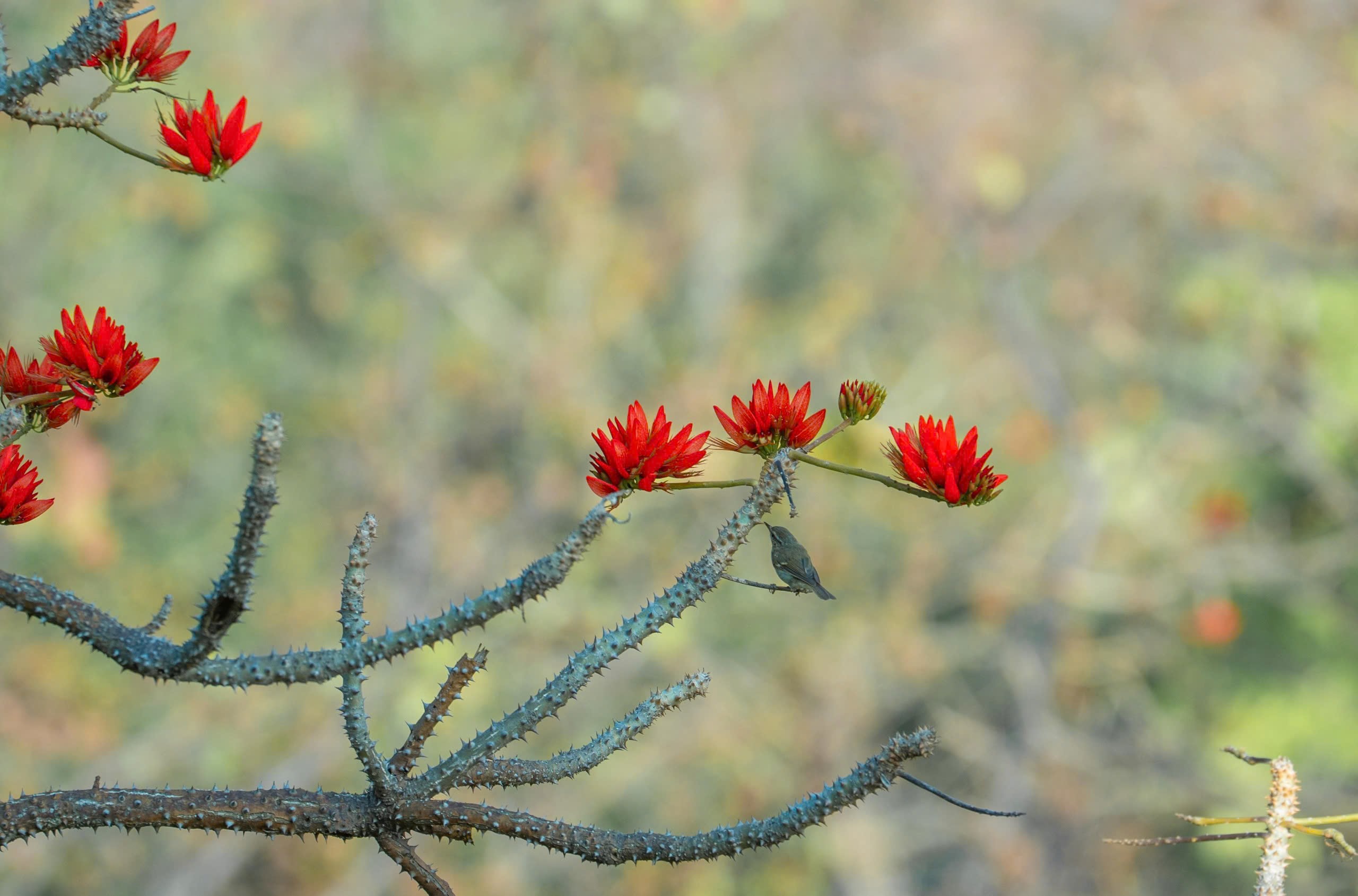 Tháng 3, giới trẻ đổ về núi Bà Đen “săn” ảnh hoa vông nem đỏ rực - Ảnh 18.