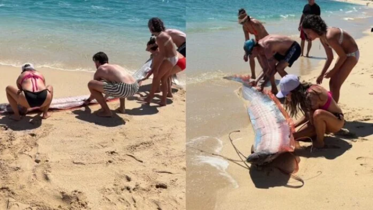 Sinh vật biển sâu dài 9m sống ở độ sâu 1.000m bất ngờ xuất hiện trên bãi biển, nhiều người lo lắng- Ảnh 3.