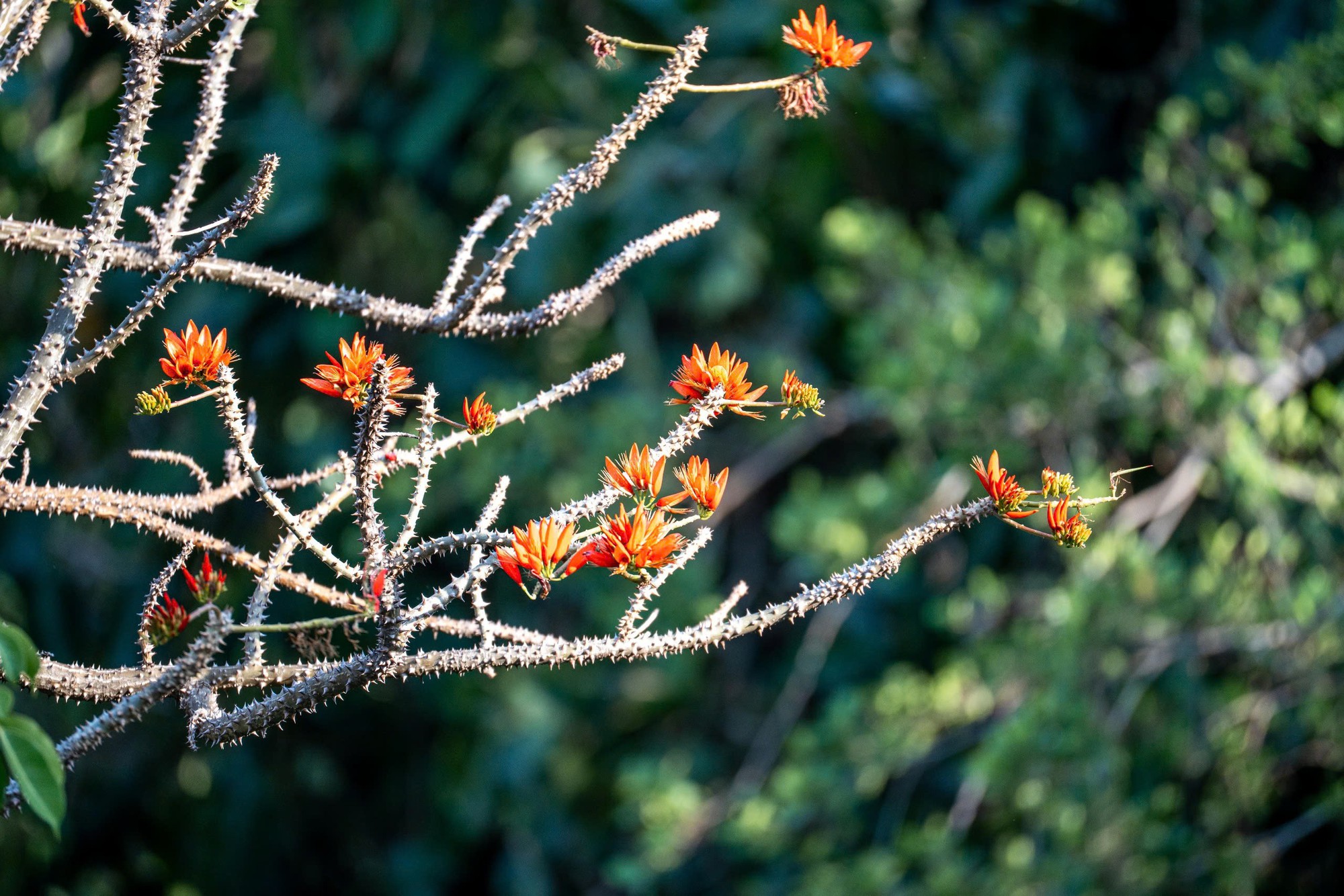 Tháng 3, giới trẻ đổ về núi Bà Đen “săn” ảnh hoa vông nem đỏ rực- Ảnh 2.