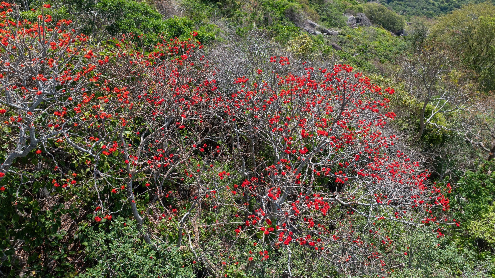 Tháng 3, giới trẻ đổ về núi Bà Đen “săn” ảnh hoa vông nem đỏ rực- Ảnh 3.