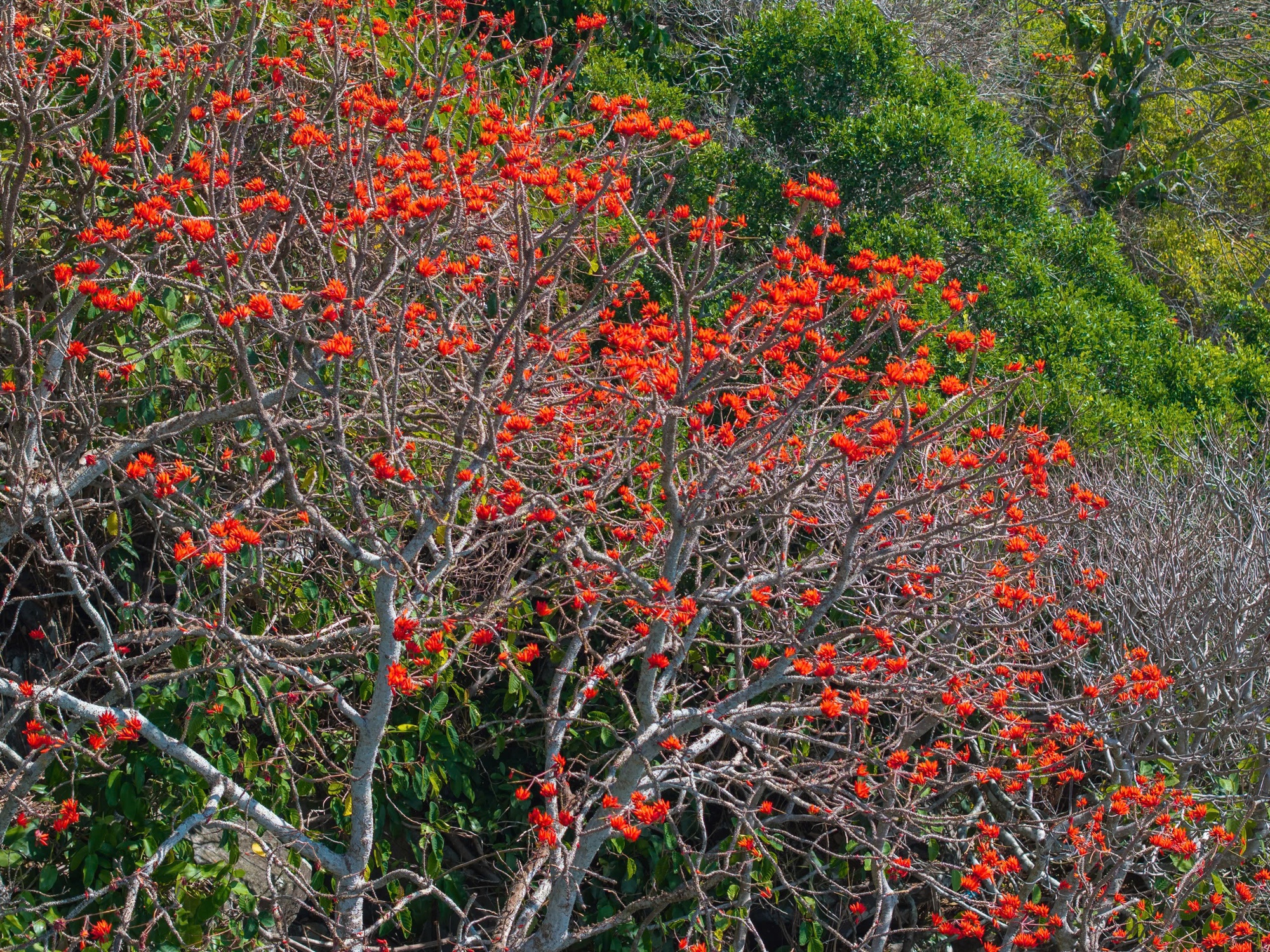 Tháng 3, giới trẻ đổ về núi Bà Đen “săn” ảnh hoa vông nem đỏ rực- Ảnh 13.