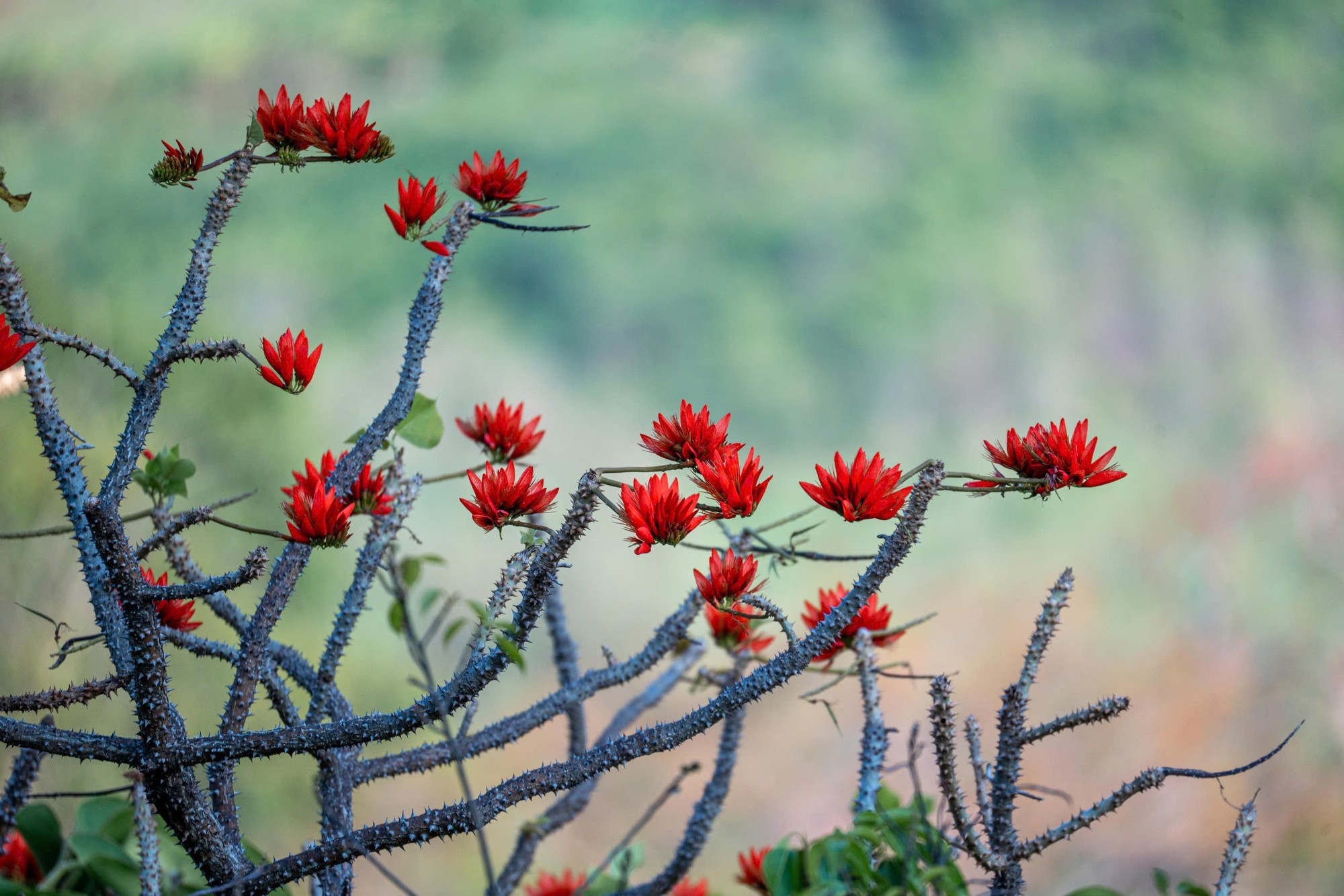 Tháng 3, giới trẻ đổ về núi Bà Đen “săn” ảnh hoa vông nem đỏ rực- Ảnh 16.