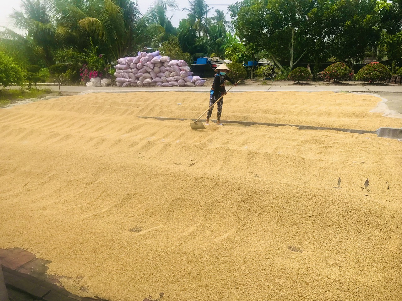 Nông dân sốt ruột vì giá xăng dầu tăng nhưng giá lúa giảm mạnh- Ảnh 2.