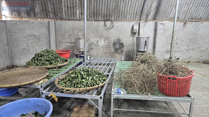 Nguyên liệu lá, thân, vỏ cây rừng dùng sản xuất thuốc xương khớp rởm mang tên Hoàng Minh Đường. Ảnh: Lam Sơn