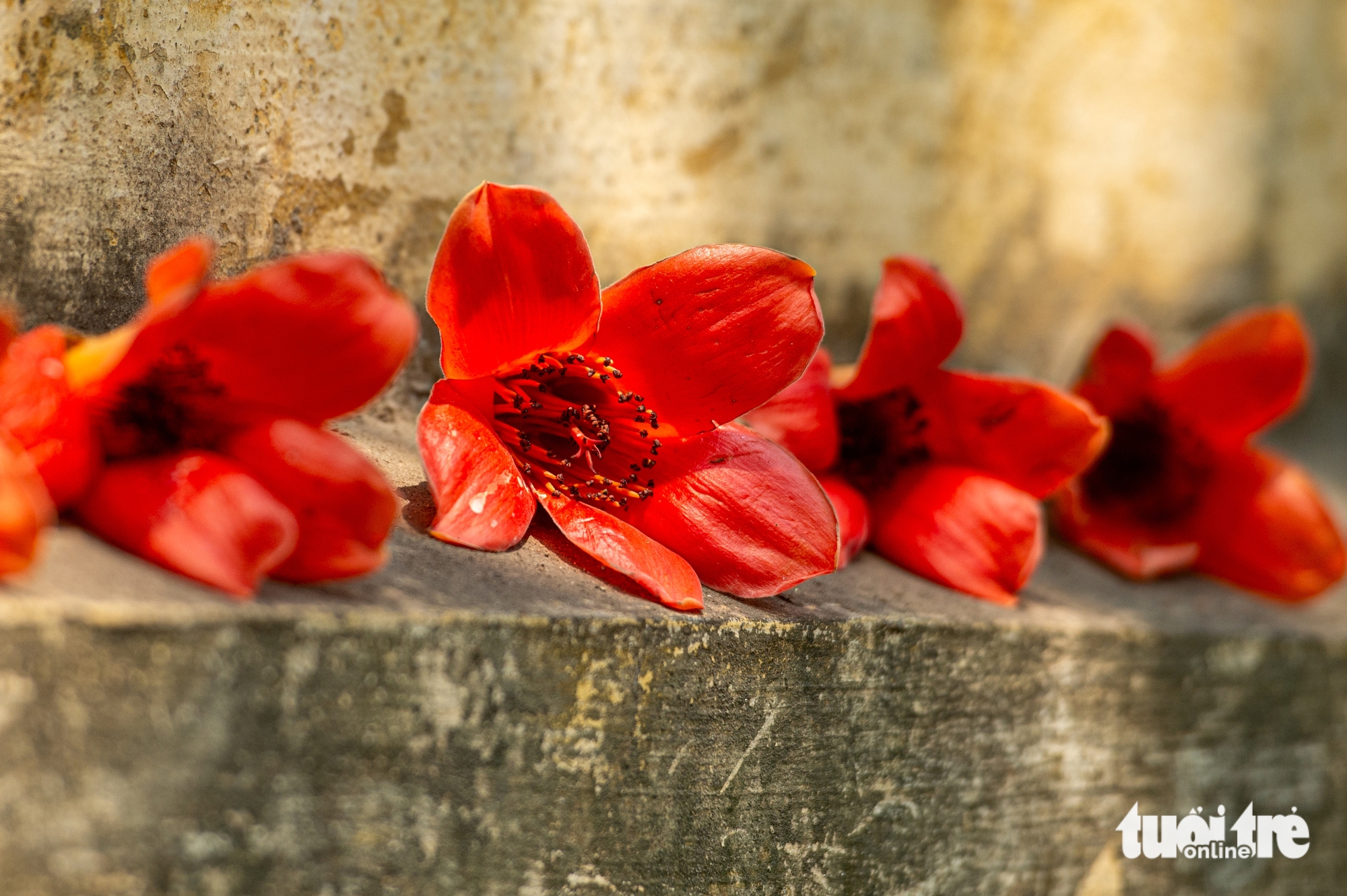 hoa gạo - Ảnh 7.