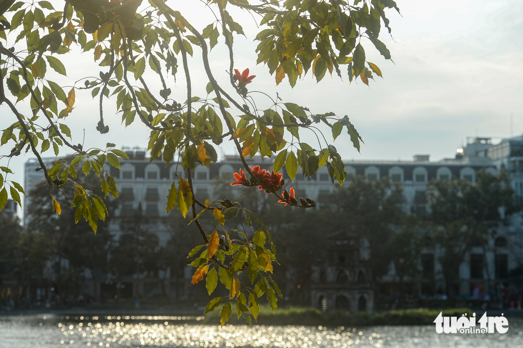 hoa gạo - Ảnh 8.