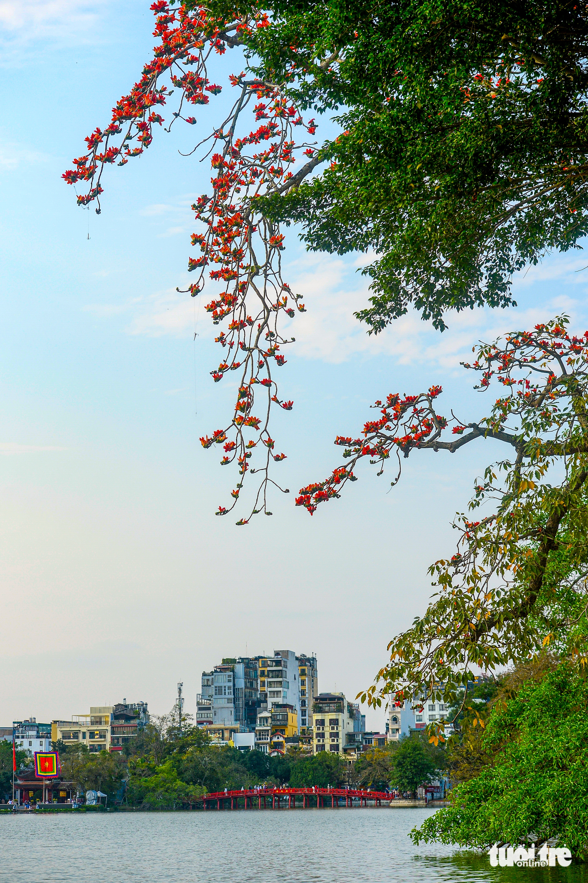 hoa gạo - Ảnh 11.