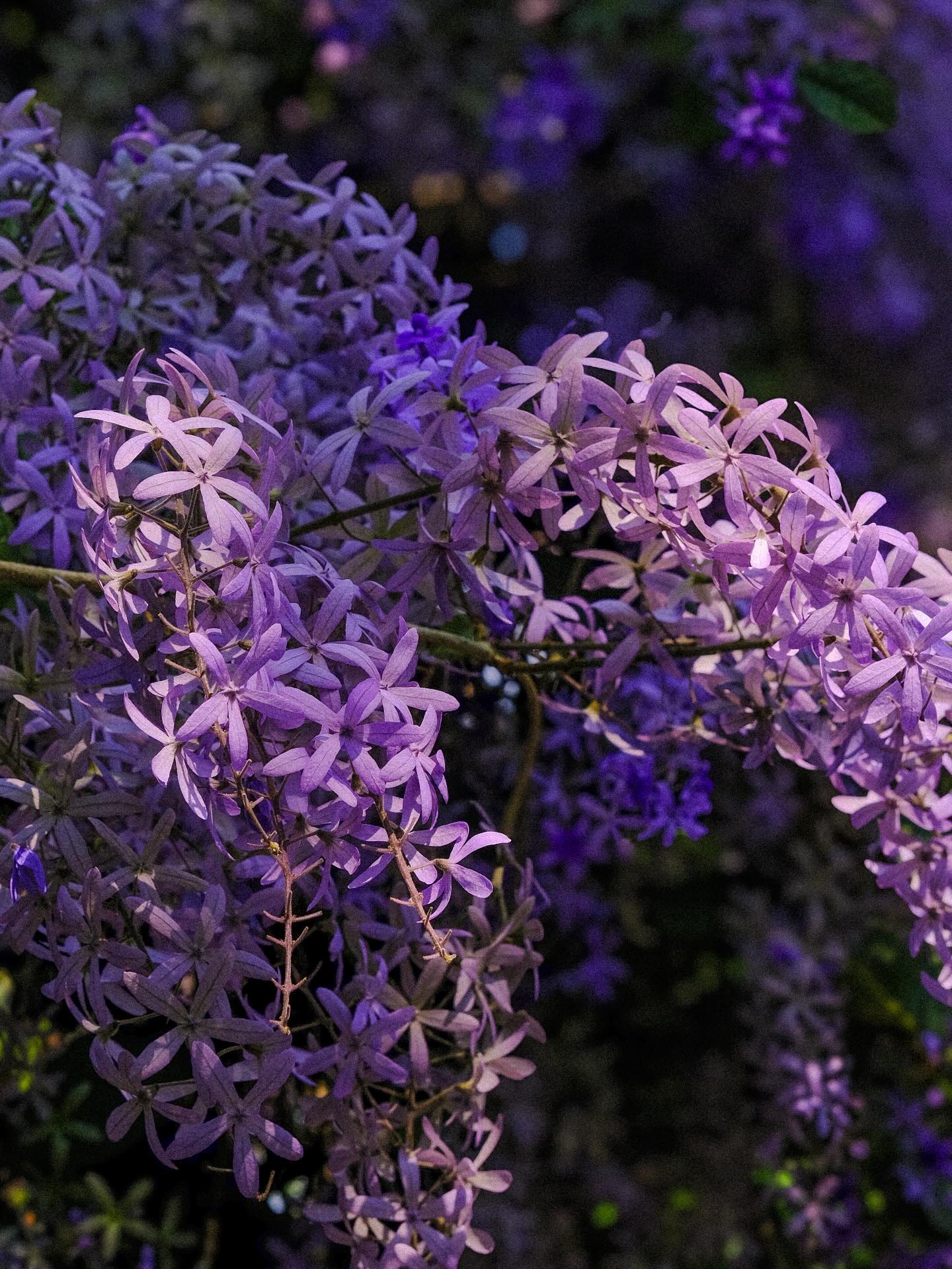 Không phải hoa sưa, cũng chẳng phải hoa ban trắng, tọa độ check in hoa mai xanh Thái đang được dân tình mê đắm- Ảnh 3.