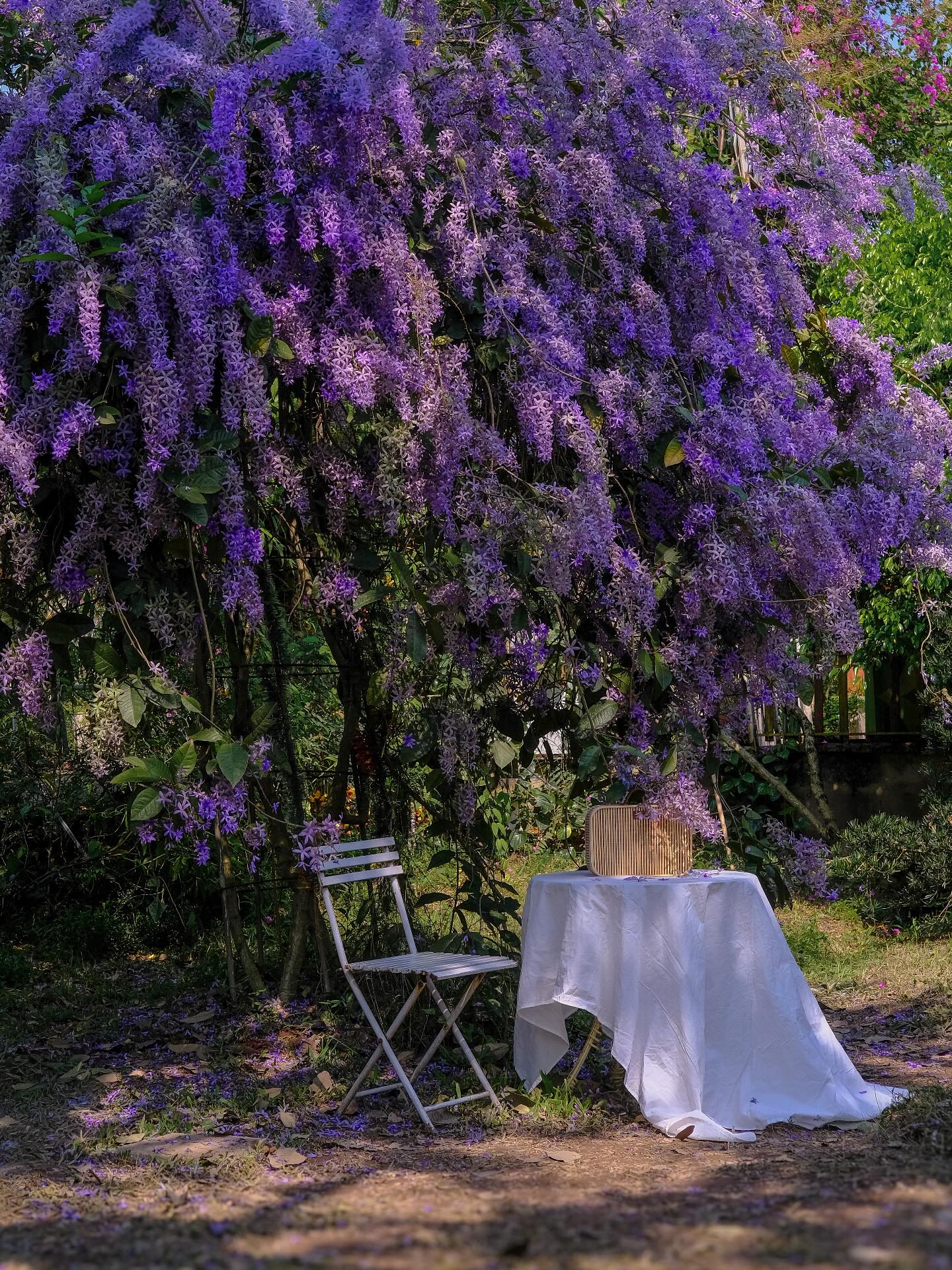 Không phải hoa sưa, cũng chẳng phải hoa ban trắng, tọa độ check in hoa mai xanh Thái đang được dân tình mê đắm- Ảnh 6.