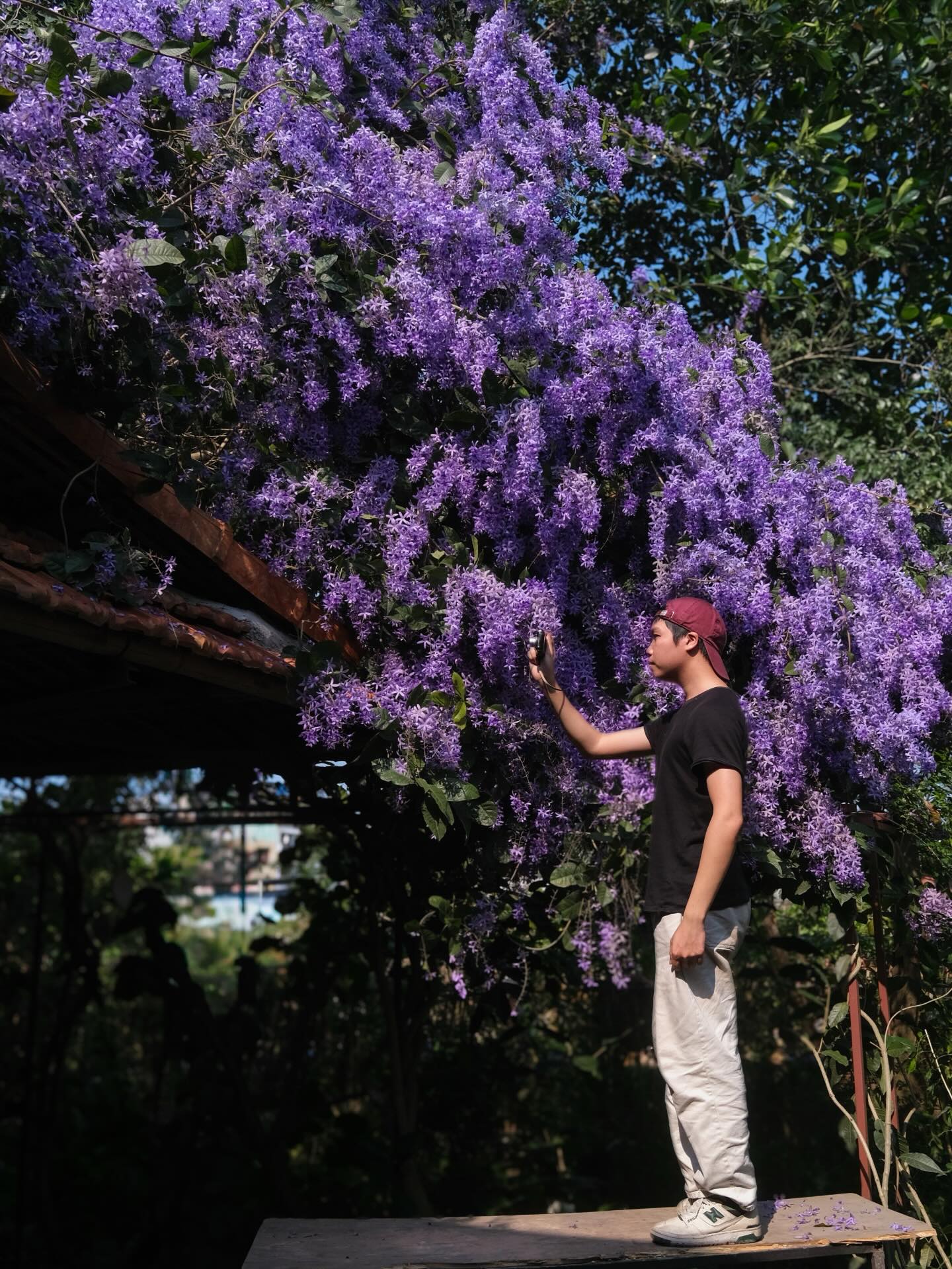 Không phải hoa sưa, cũng chẳng phải hoa ban trắng, tọa độ check in hoa mai xanh Thái đang được dân tình mê đắm- Ảnh 7.