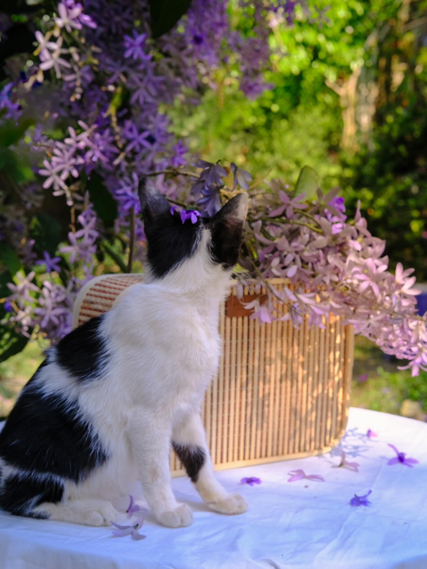 Không phải hoa sưa, cũng chẳng phải hoa ban trắng, tọa độ check in hoa mai xanh Thái đang được dân tình mê đắm- Ảnh 9.