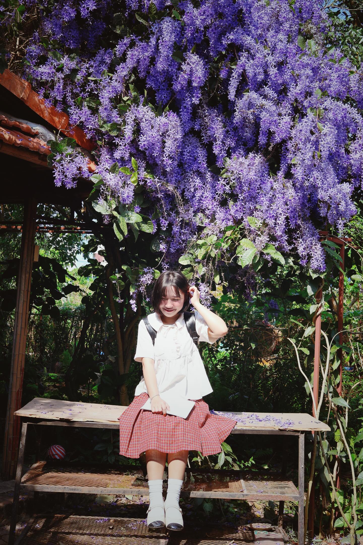 Không phải hoa sưa, cũng chẳng phải hoa ban trắng, tọa độ check in hoa mai xanh Thái đang được dân tình mê đắm- Ảnh 10.