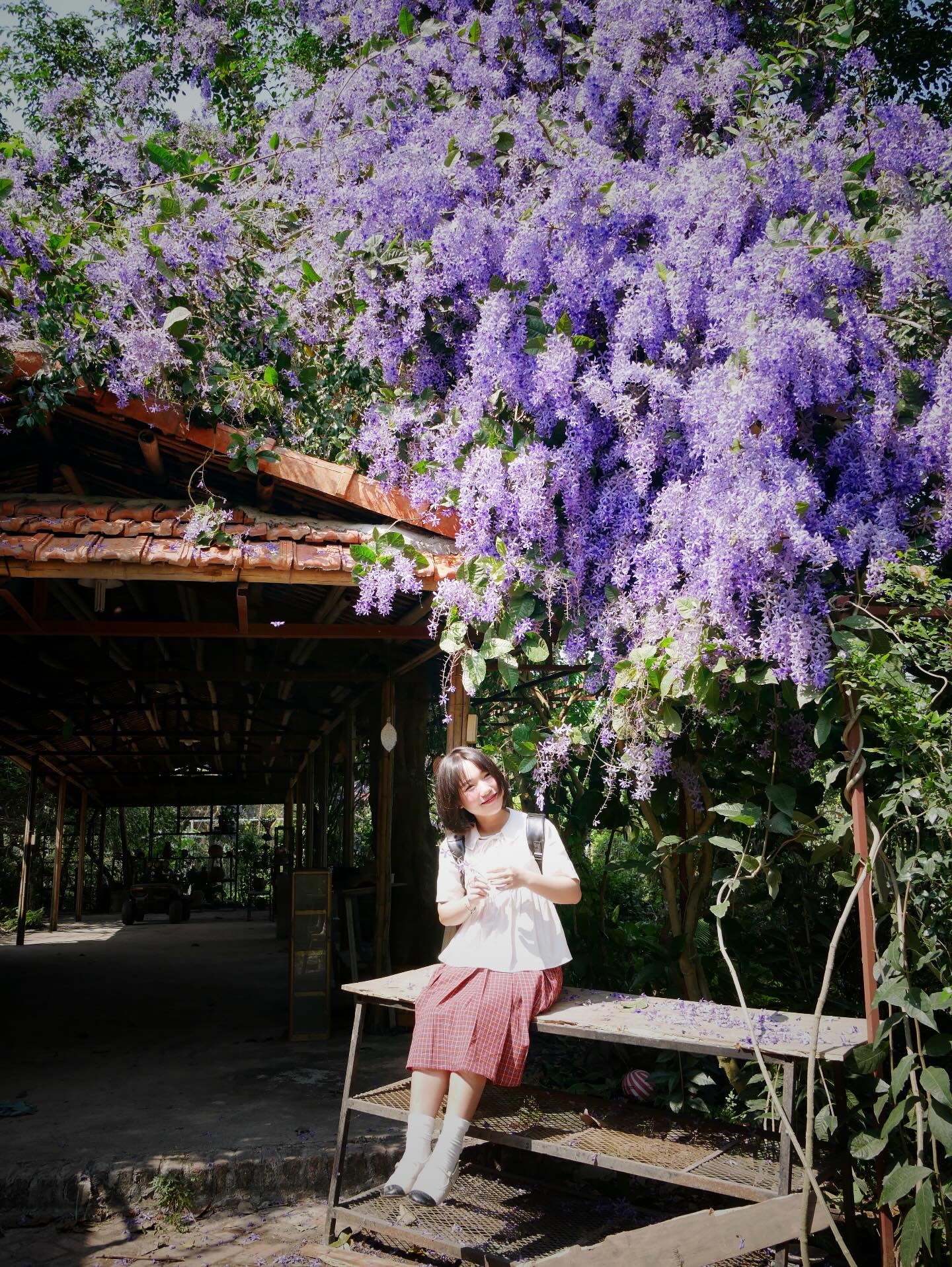 Không phải hoa sưa, cũng chẳng phải hoa ban trắng, tọa độ check in hoa mai xanh Thái đang được dân tình mê đắm- Ảnh 12.