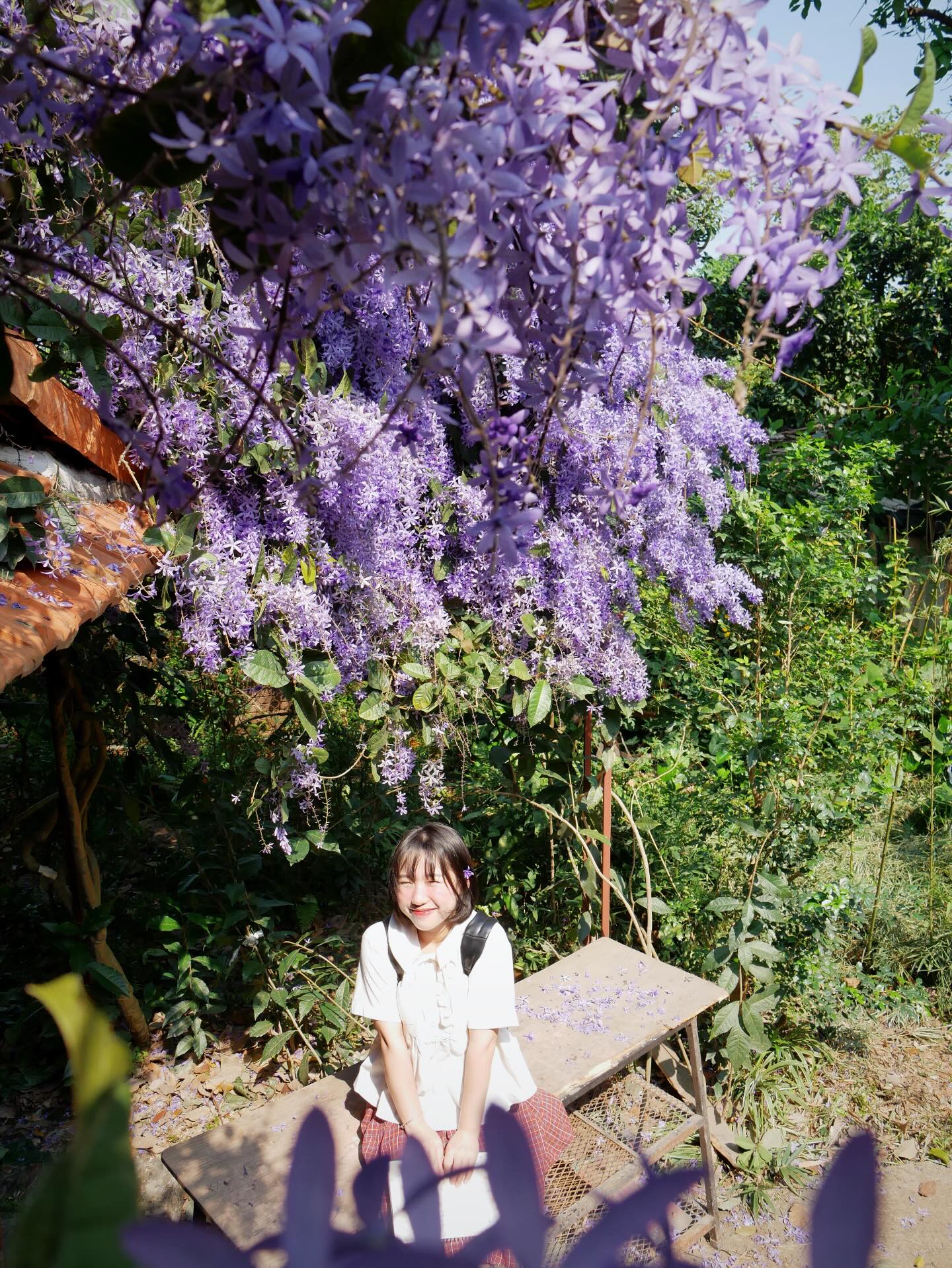 Không phải hoa sưa, cũng chẳng phải hoa ban trắng, tọa độ check in hoa mai xanh Thái đang được dân tình mê đắm- Ảnh 13.