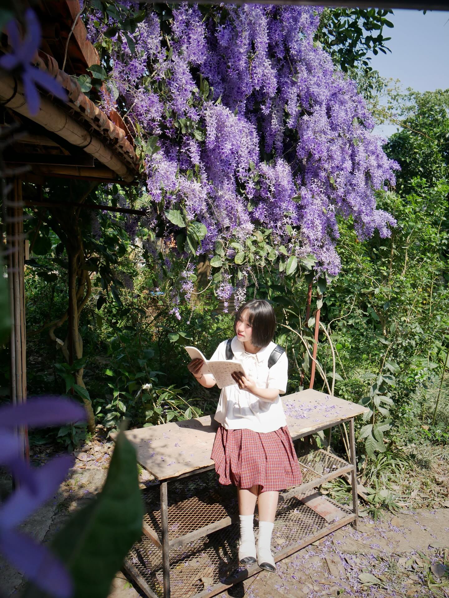 Không phải hoa sưa, cũng chẳng phải hoa ban trắng, tọa độ check in hoa mai xanh Thái đang được dân tình mê đắm- Ảnh 14.