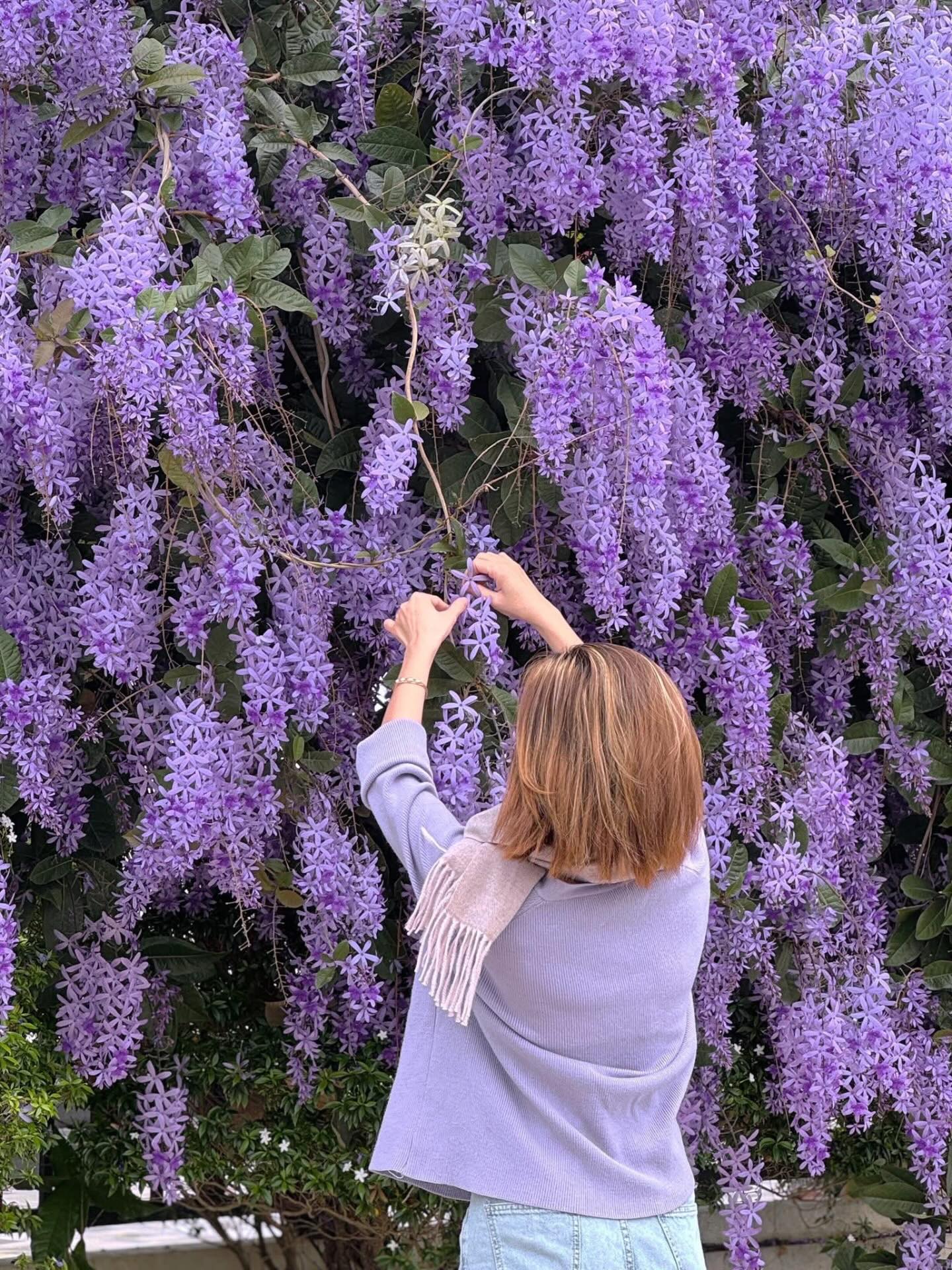 Không phải hoa sưa, cũng chẳng phải hoa ban trắng, tọa độ check in hoa mai xanh Thái đang được dân tình mê đắm- Ảnh 15.