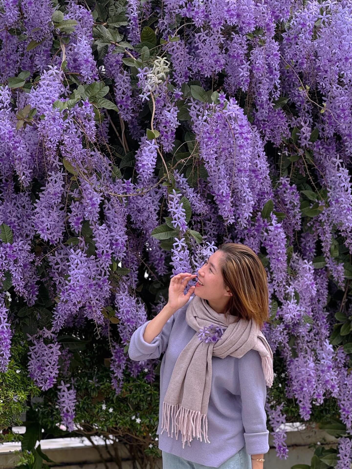 Không phải hoa sưa, cũng chẳng phải hoa ban trắng, tọa độ check in hoa mai xanh Thái đang được dân tình mê đắm- Ảnh 17.