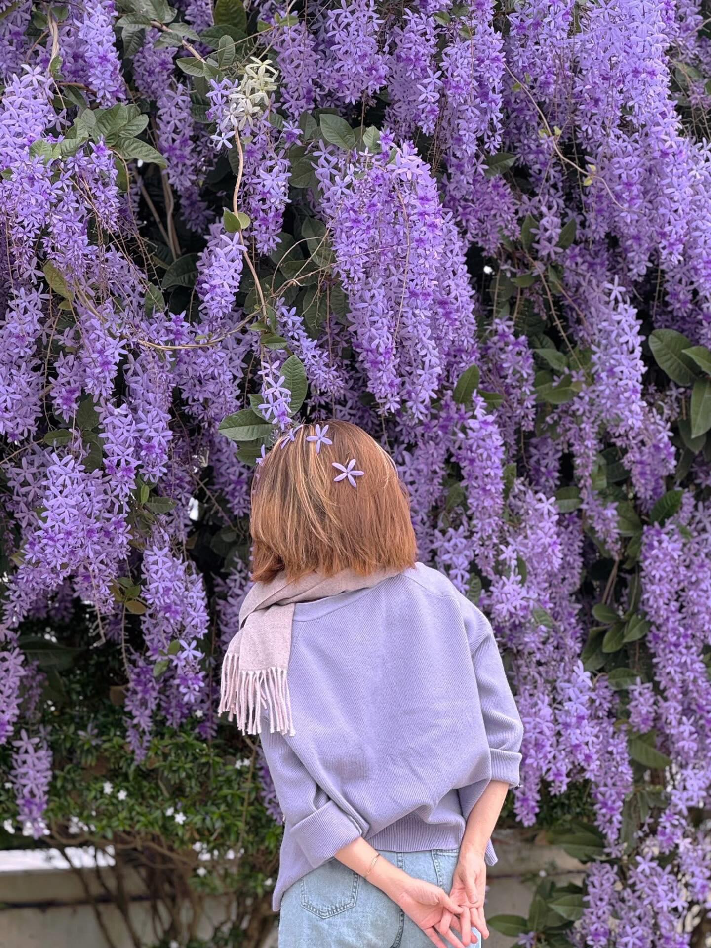 Không phải hoa sưa, cũng chẳng phải hoa ban trắng, tọa độ check in hoa mai xanh Thái đang được dân tình mê đắm- Ảnh 18.