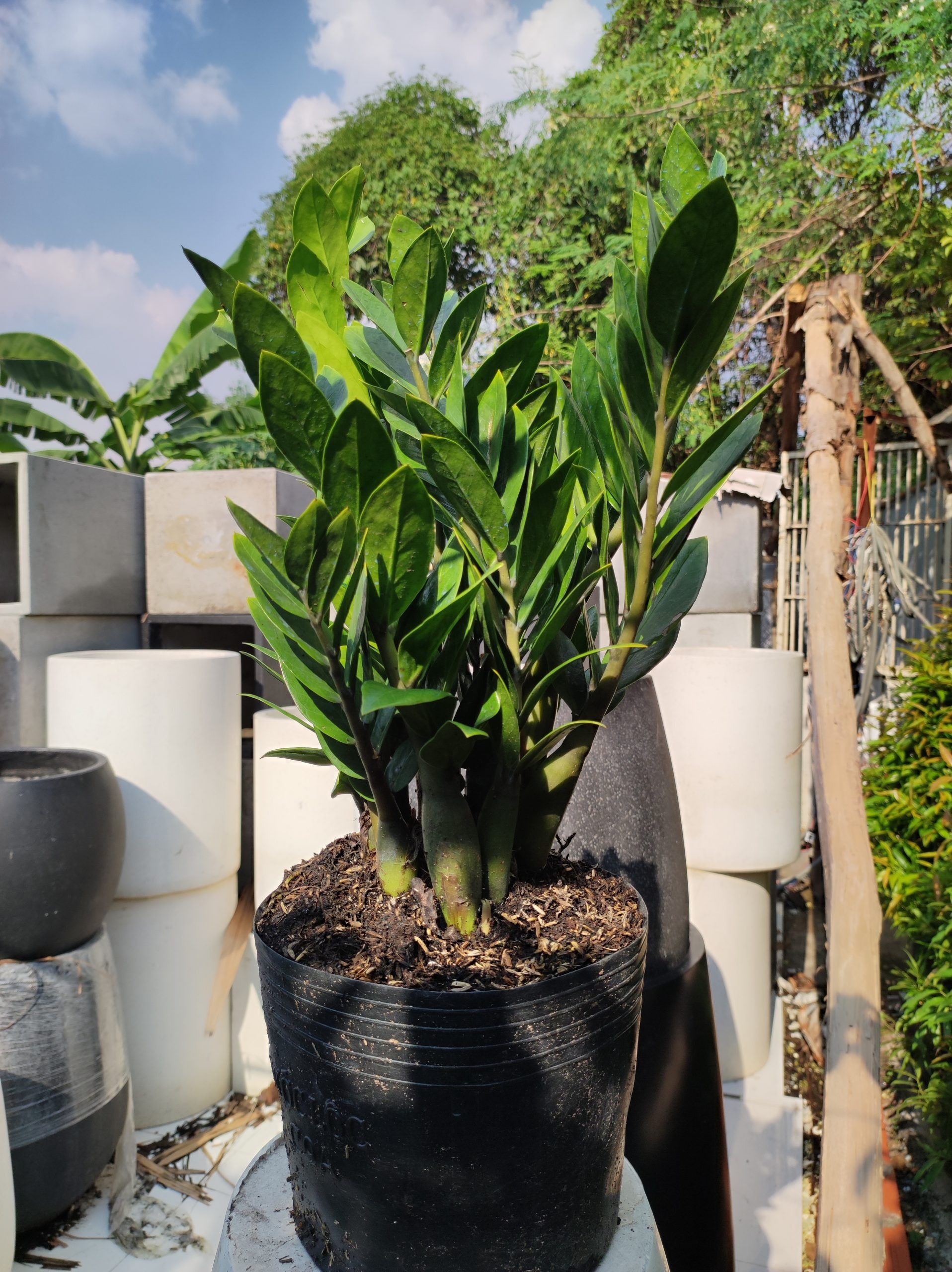 1773309992 474 Moi goi quy nhan kich tai loc rat tot