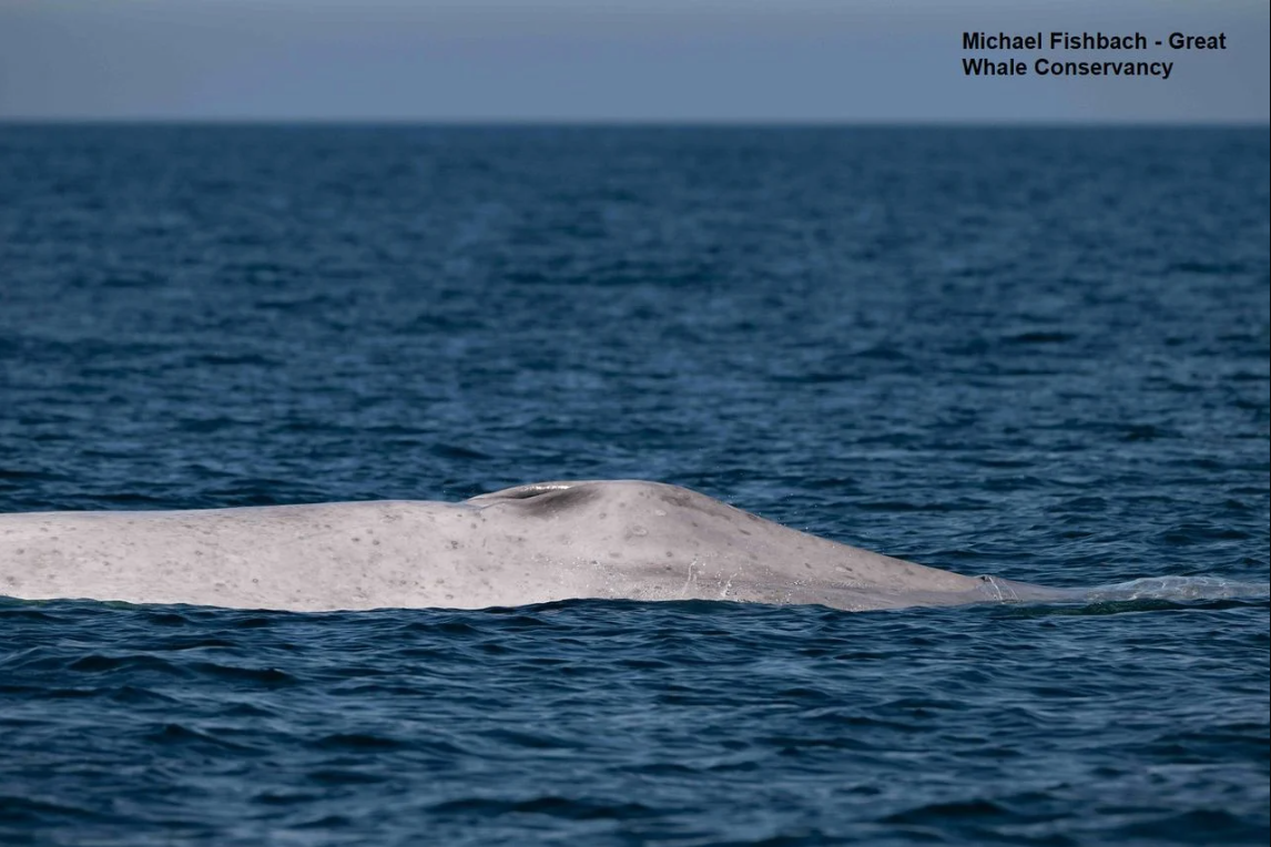 Ngư dân tưởng nhìn nhầm khi thấy sinh vật trắng toát giữa biển, chuyên gia xác nhận: Tỷ lệ chỉ 0,0025%- Ảnh 2.