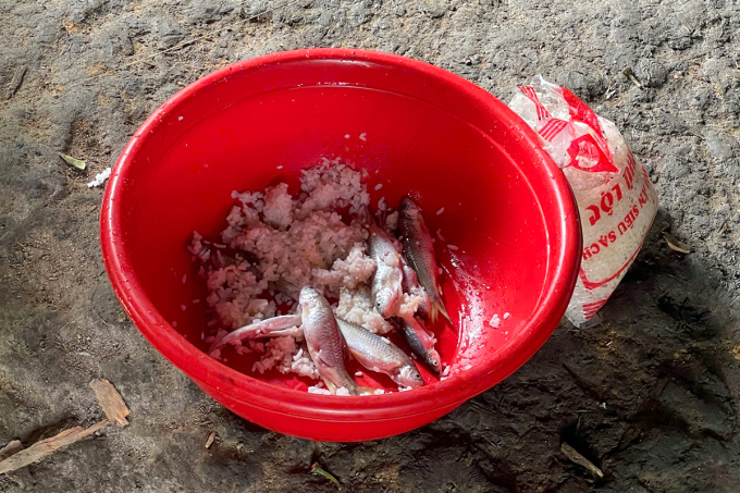 Món cá ủ chua của người Giẻ Triêng ở Phước Năng, đang trong công đoạn trộn với muối và cơm nguội, trước khi cho vào hũ để lên men tự nhiên từ 7-10 ngày. Ảnh: Phúc Huynh