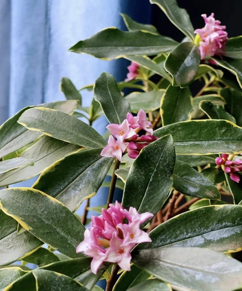 3 loài hoa dễ trồng, chạm đất là sống: Vài năm sau thân còn hóa gỗ, dáng đẹp như bonsai tiền triệu- Ảnh 2.