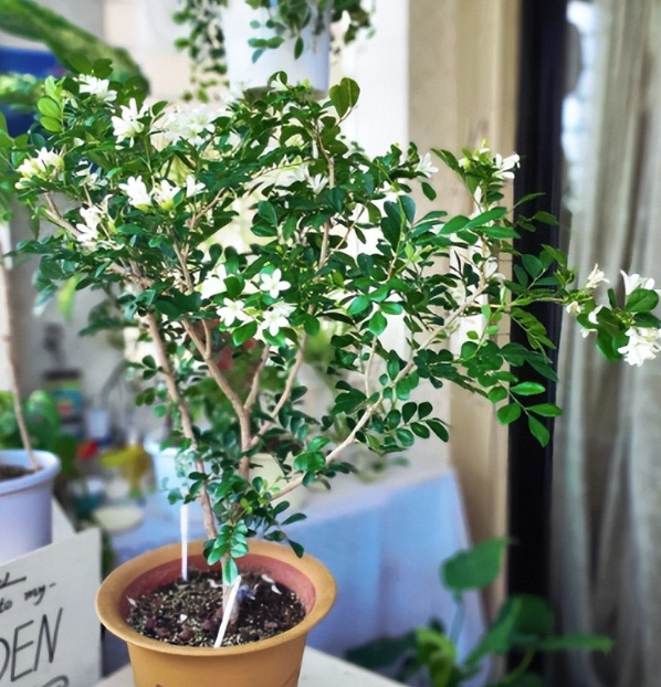 3 loài hoa dễ trồng, chạm đất là sống: Vài năm sau thân còn hóa gỗ, dáng đẹp như bonsai tiền triệu- Ảnh 3.