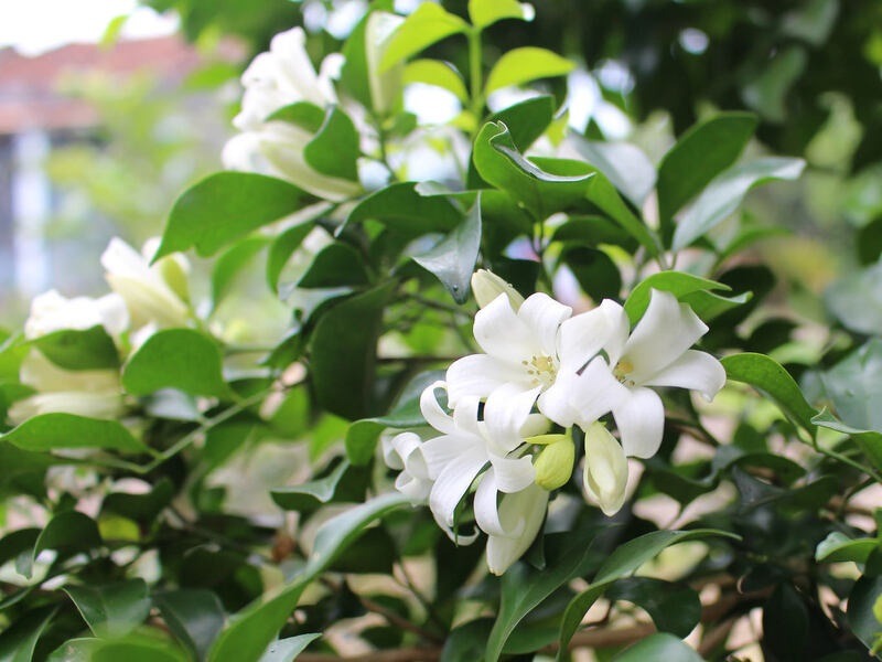 3 loài hoa dễ trồng, chạm đất là sống: Vài năm sau thân còn hóa gỗ, dáng đẹp như bonsai tiền triệu- Ảnh 4.