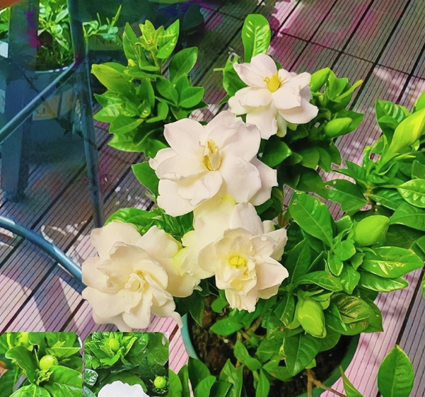 3 loài hoa dễ trồng, chạm đất là sống: Vài năm sau thân còn hóa gỗ, dáng đẹp như bonsai tiền triệu- Ảnh 5.