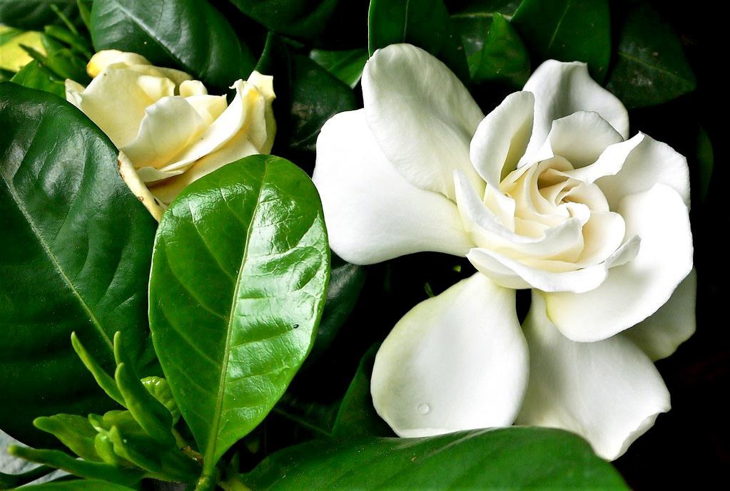 3 loài hoa dễ trồng, chạm đất là sống: Vài năm sau thân còn hóa gỗ, dáng đẹp như bonsai tiền triệu- Ảnh 6.