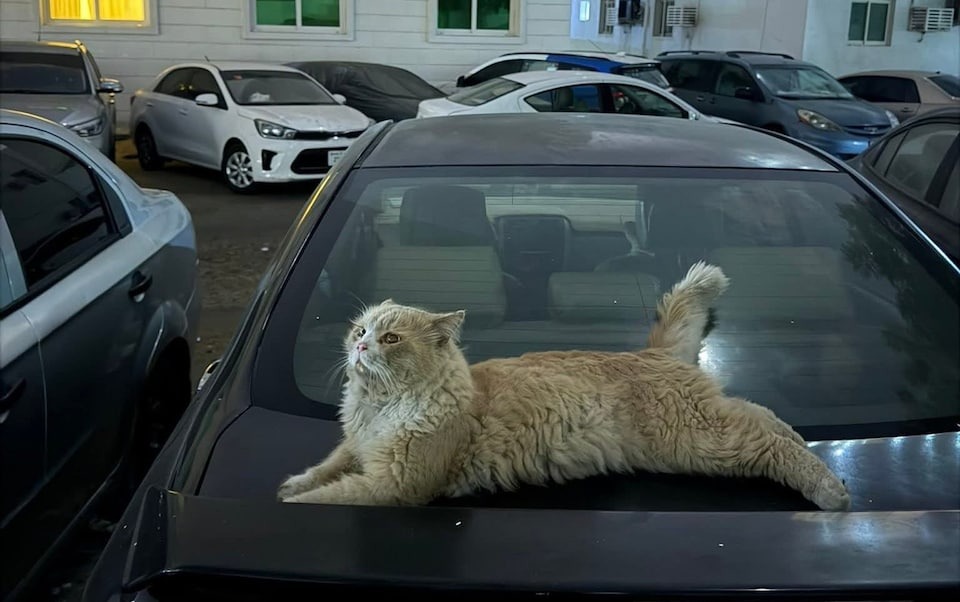 Thú cưng - Ảnh 2.