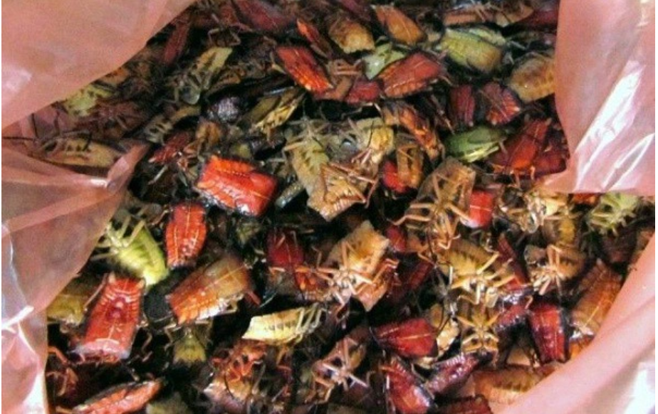 Con đặc sản xưa nhiều người “sợ xanh mặt”, nay thành đặc sản Tây Bắc tiền triệu, dân nhậu mê tít săn lùng- Ảnh 3.