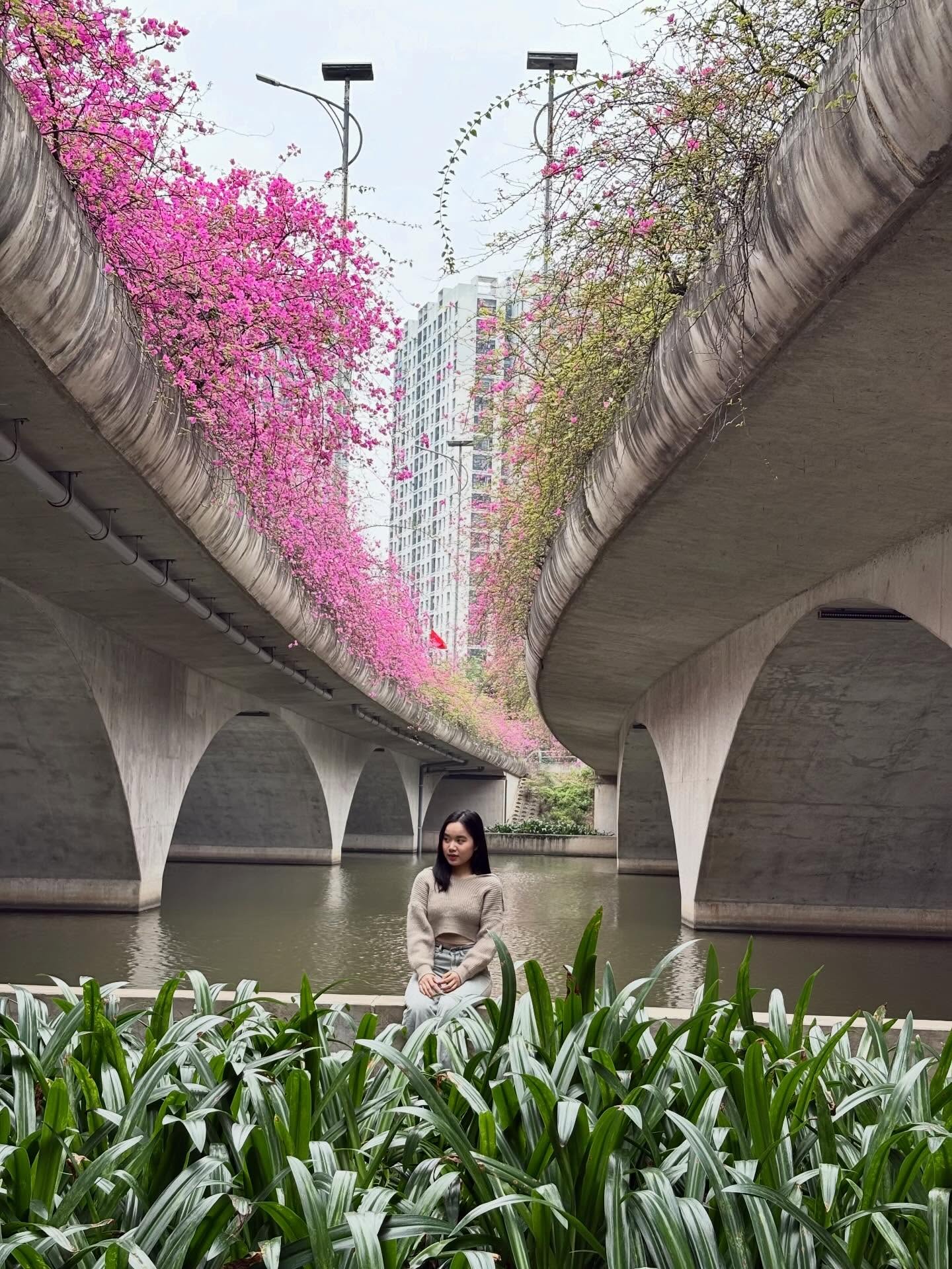 Không cần ước ao sang Thượng Hải, ngay sát vách Hà Nội đang có một cây cầu hoa giấy đẹp như phim điện ảnh khiến hội chị em bấn loạn- Ảnh 2.