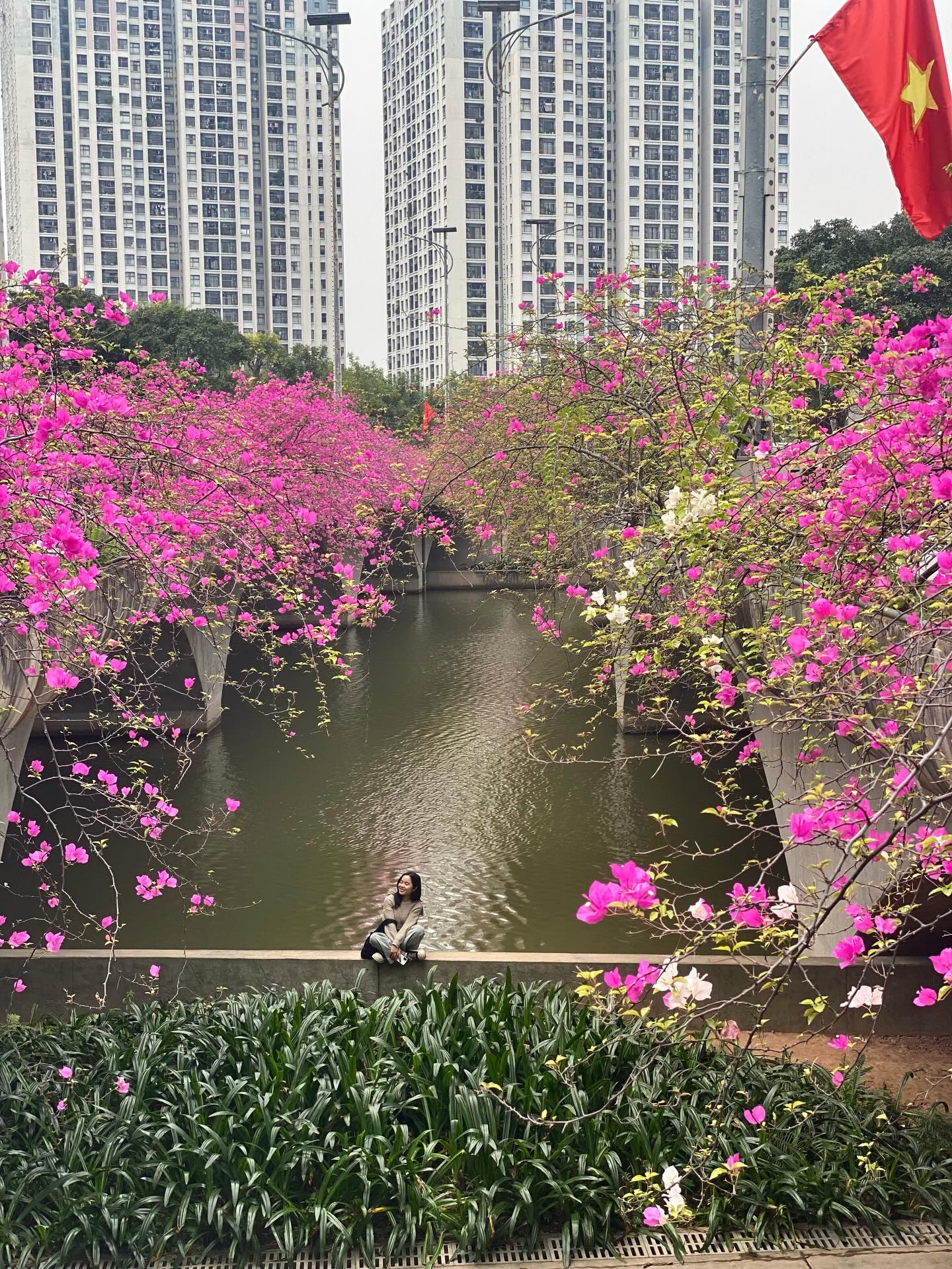 Không cần ước ao sang Thượng Hải, ngay sát vách Hà Nội đang có một cây cầu hoa giấy đẹp như phim điện ảnh khiến hội chị em bấn loạn- Ảnh 3.