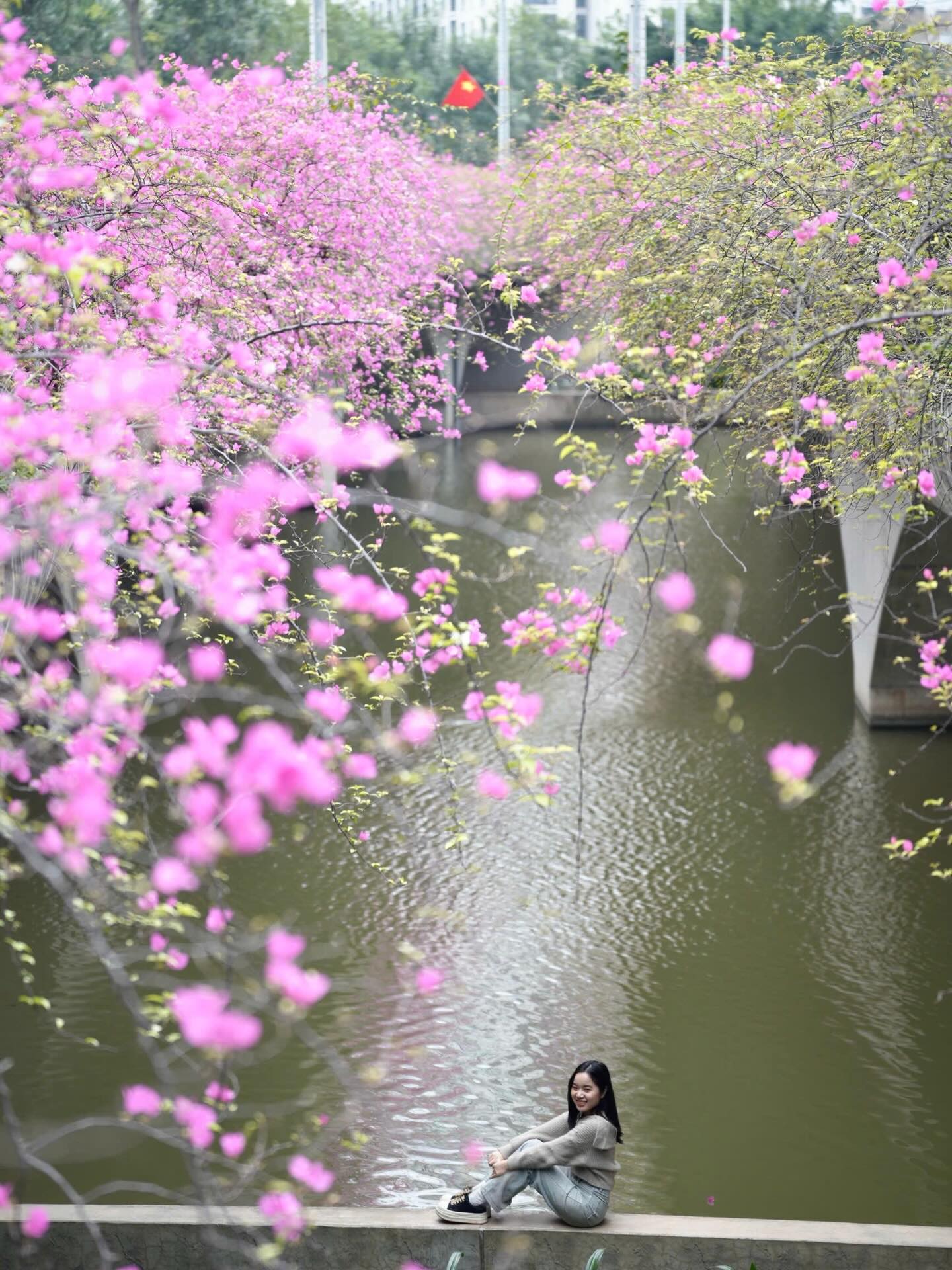 Không cần ước ao sang Thượng Hải, ngay sát vách Hà Nội đang có một cây cầu hoa giấy đẹp như phim điện ảnh khiến hội chị em bấn loạn- Ảnh 5.