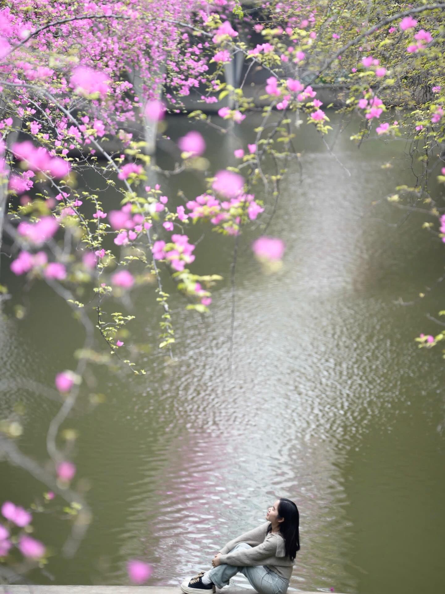 Không cần ước ao sang Thượng Hải, ngay sát vách Hà Nội đang có một cây cầu hoa giấy đẹp như phim điện ảnh khiến hội chị em bấn loạn- Ảnh 6.