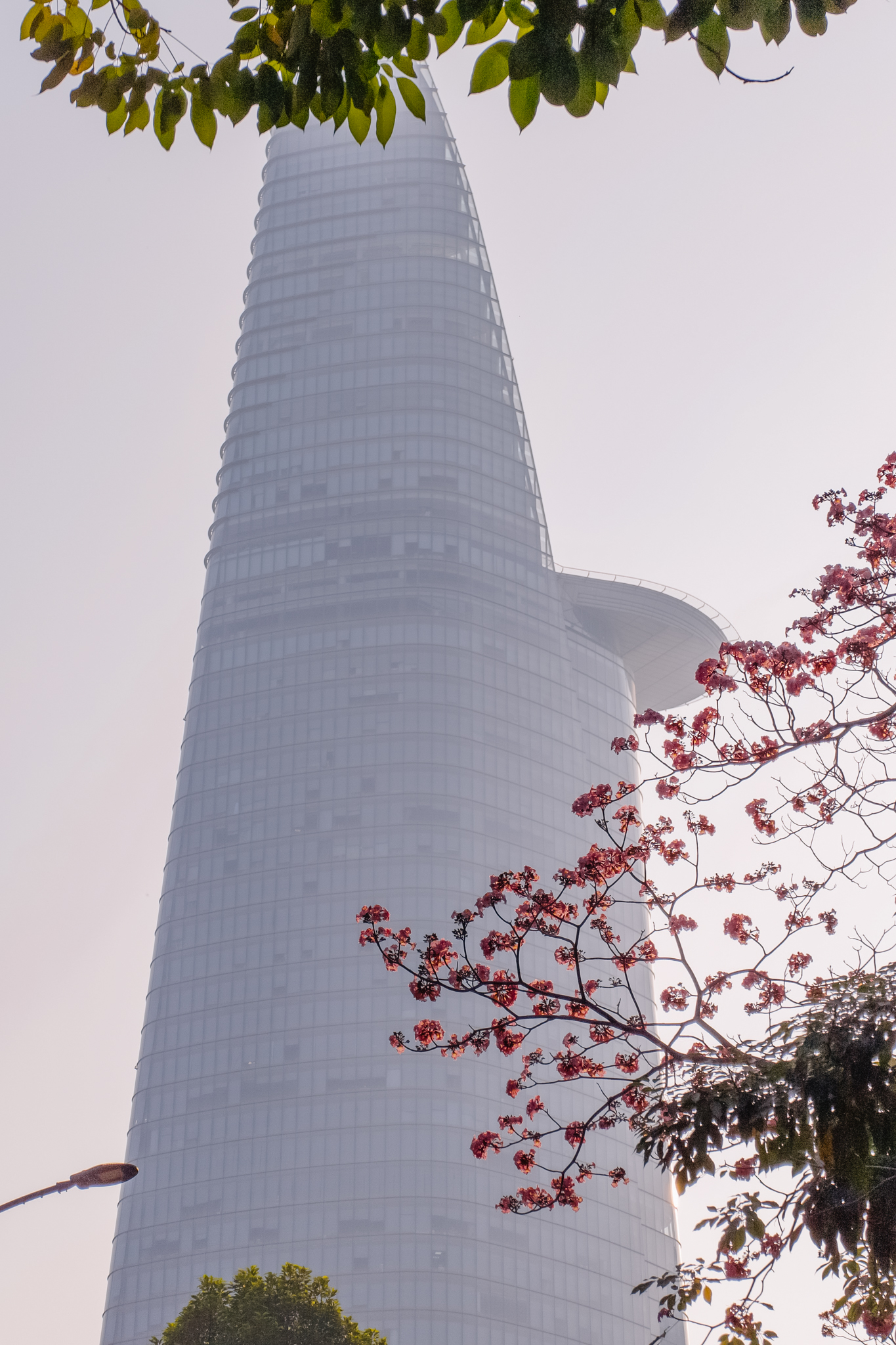 Giữa cái nắng gắt ở TP.HCM, dân tình đồng loạt đi chậm lại ngắm hàng kèn hồng hiếm hoi trong năm- Ảnh 2.