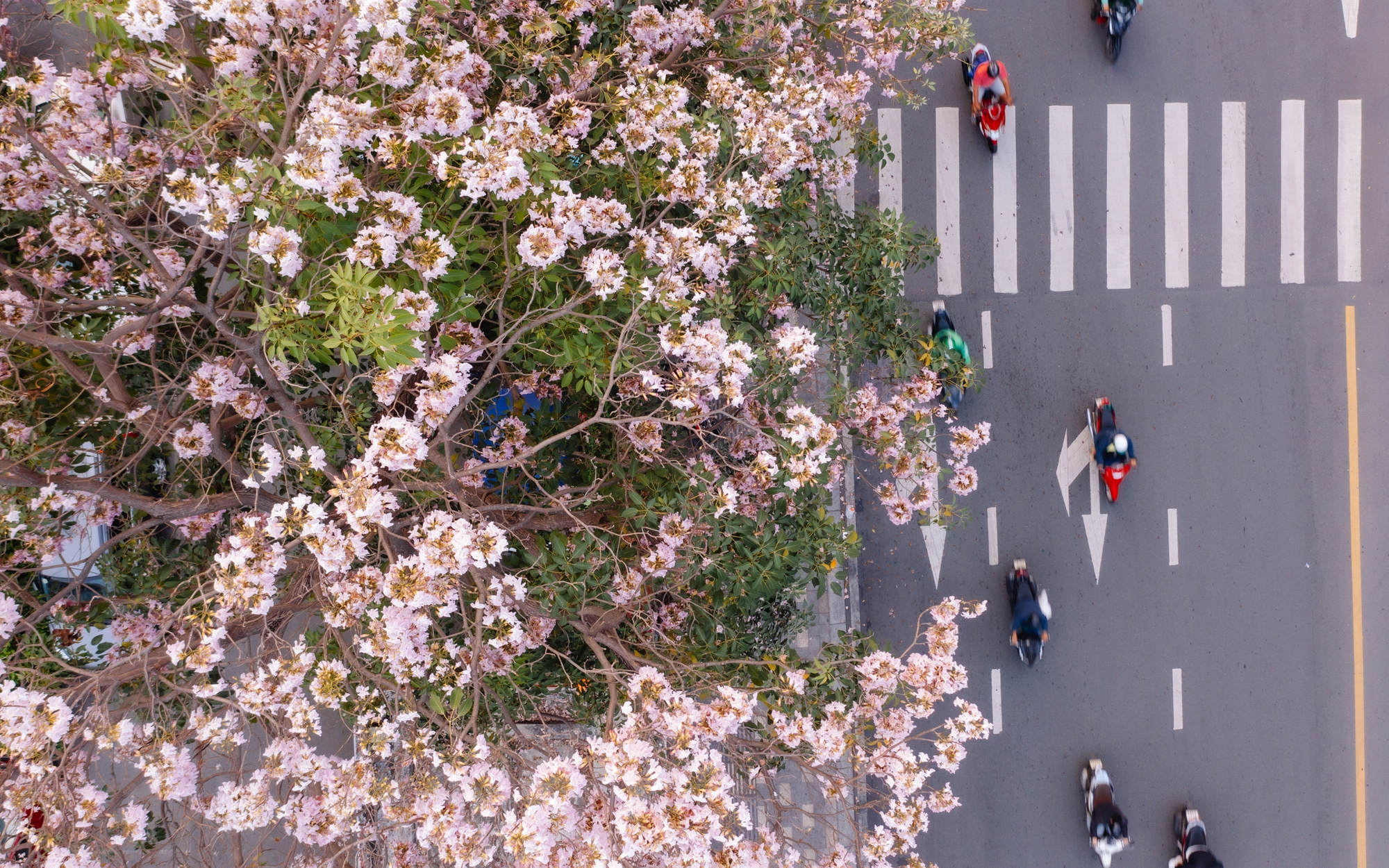 Giữa cái nắng gắt ở TP.HCM, dân tình đồng loạt đi chậm lại ngắm hàng kèn hồng hiếm hoi trong năm- Ảnh 3.