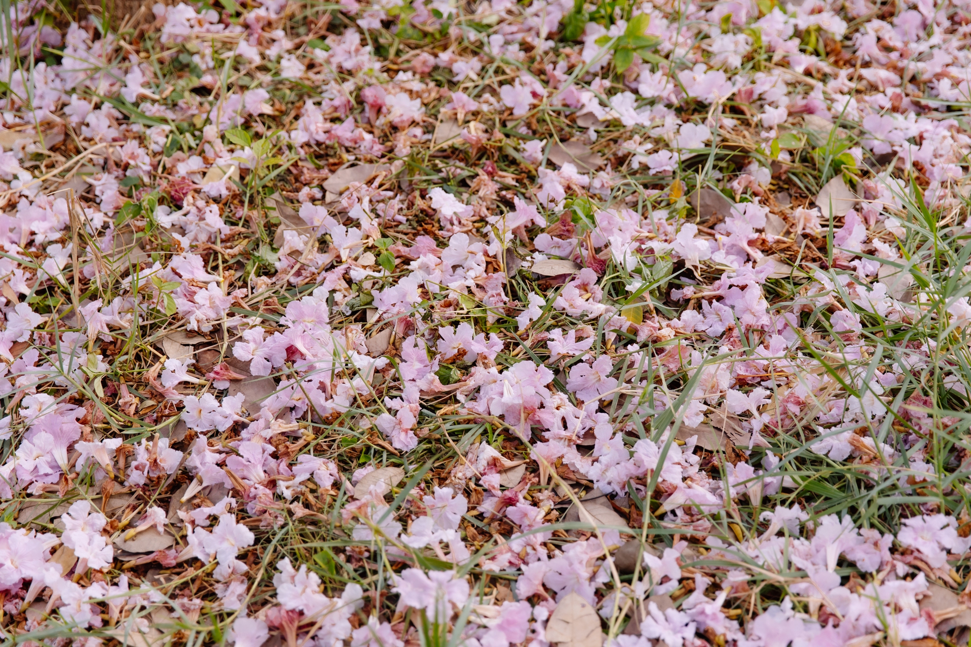 Giữa cái nắng gắt ở TP.HCM, dân tình đồng loạt đi chậm lại ngắm hàng kèn hồng hiếm hoi trong năm- Ảnh 4.