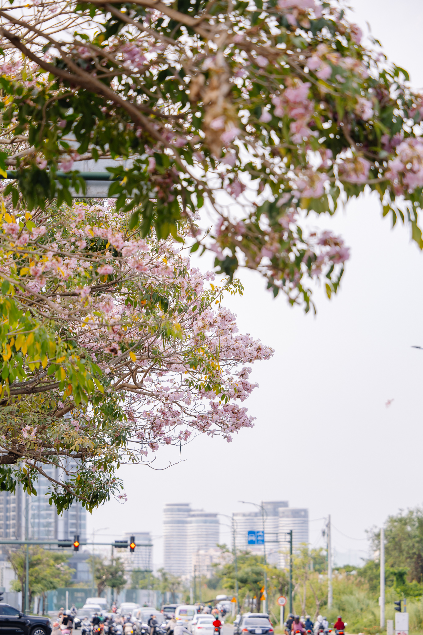 Giữa cái nắng gắt ở TP.HCM, dân tình đồng loạt đi chậm lại ngắm hàng kèn hồng hiếm hoi trong năm- Ảnh 5.