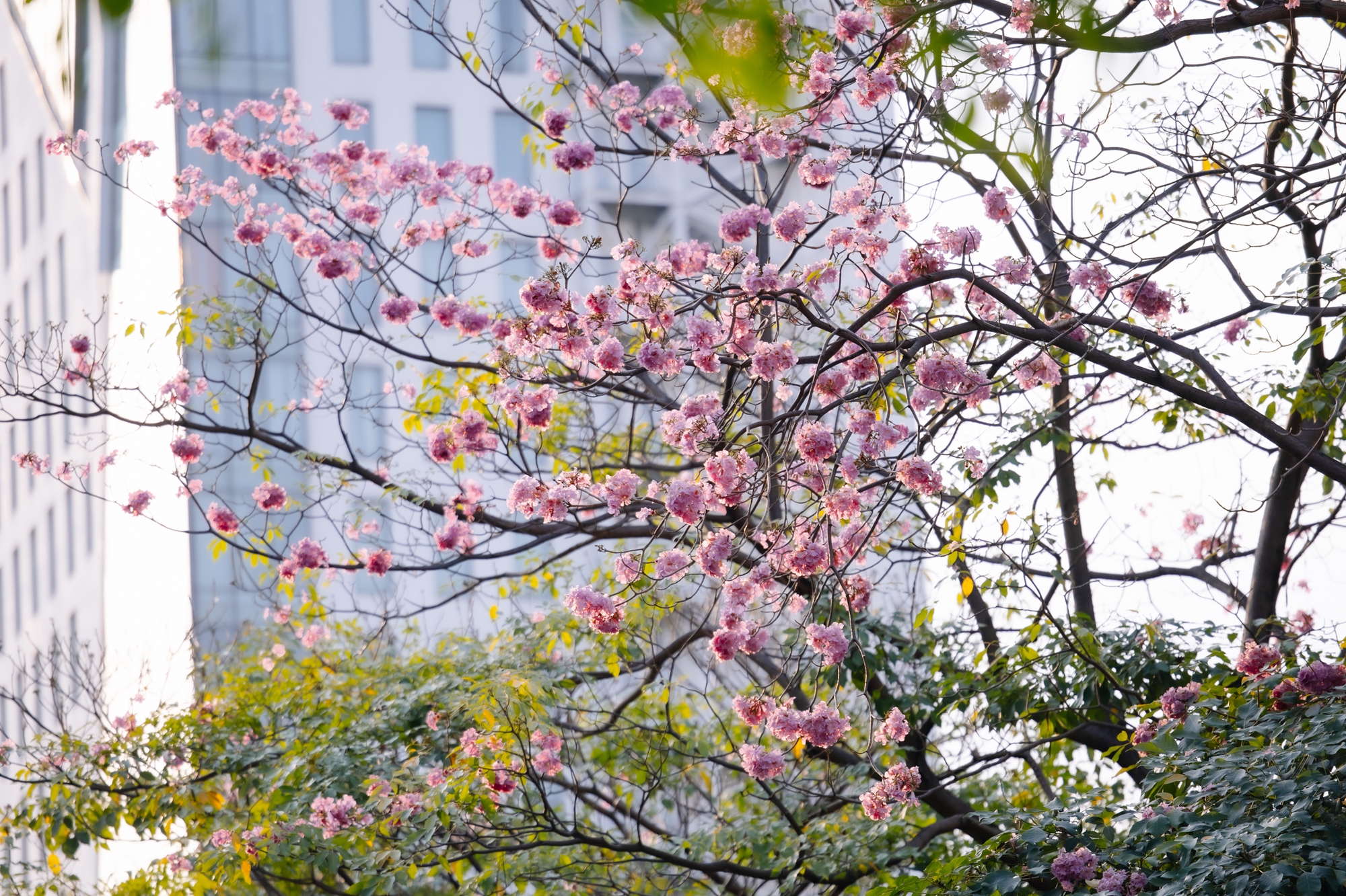 Giữa cái nắng gắt ở TP.HCM, dân tình đồng loạt đi chậm lại ngắm hàng kèn hồng hiếm hoi trong năm- Ảnh 6.