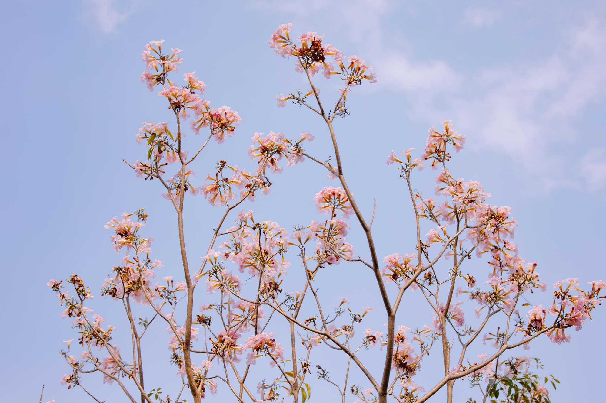 Giữa cái nắng gắt ở TP.HCM, dân tình đồng loạt đi chậm lại ngắm hàng kèn hồng hiếm hoi trong năm- Ảnh 7.